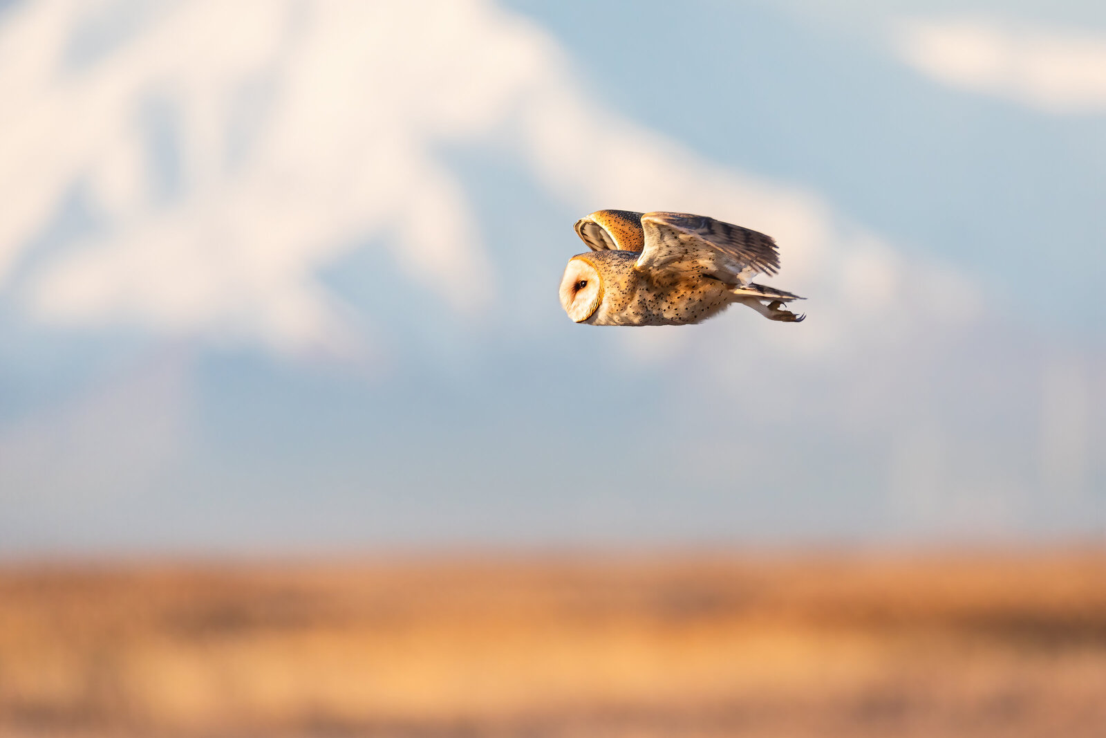 2019-04-01-75A2603-barn-owl-layton-utah