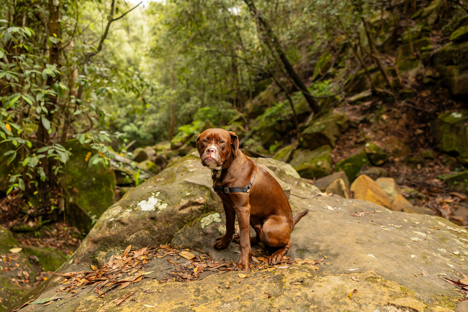 Sydney dog photographer