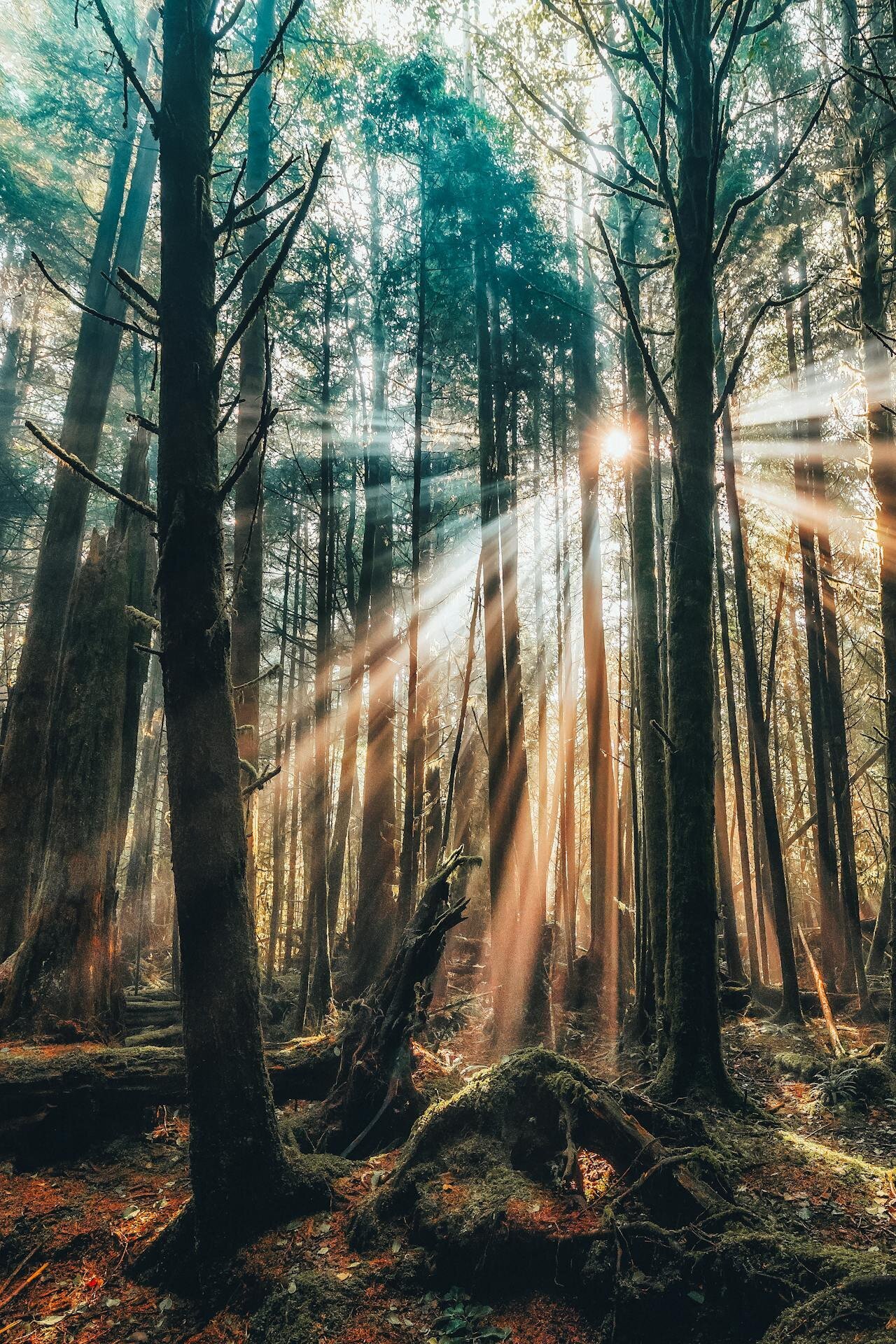 pexels-eberhardgross-28871326