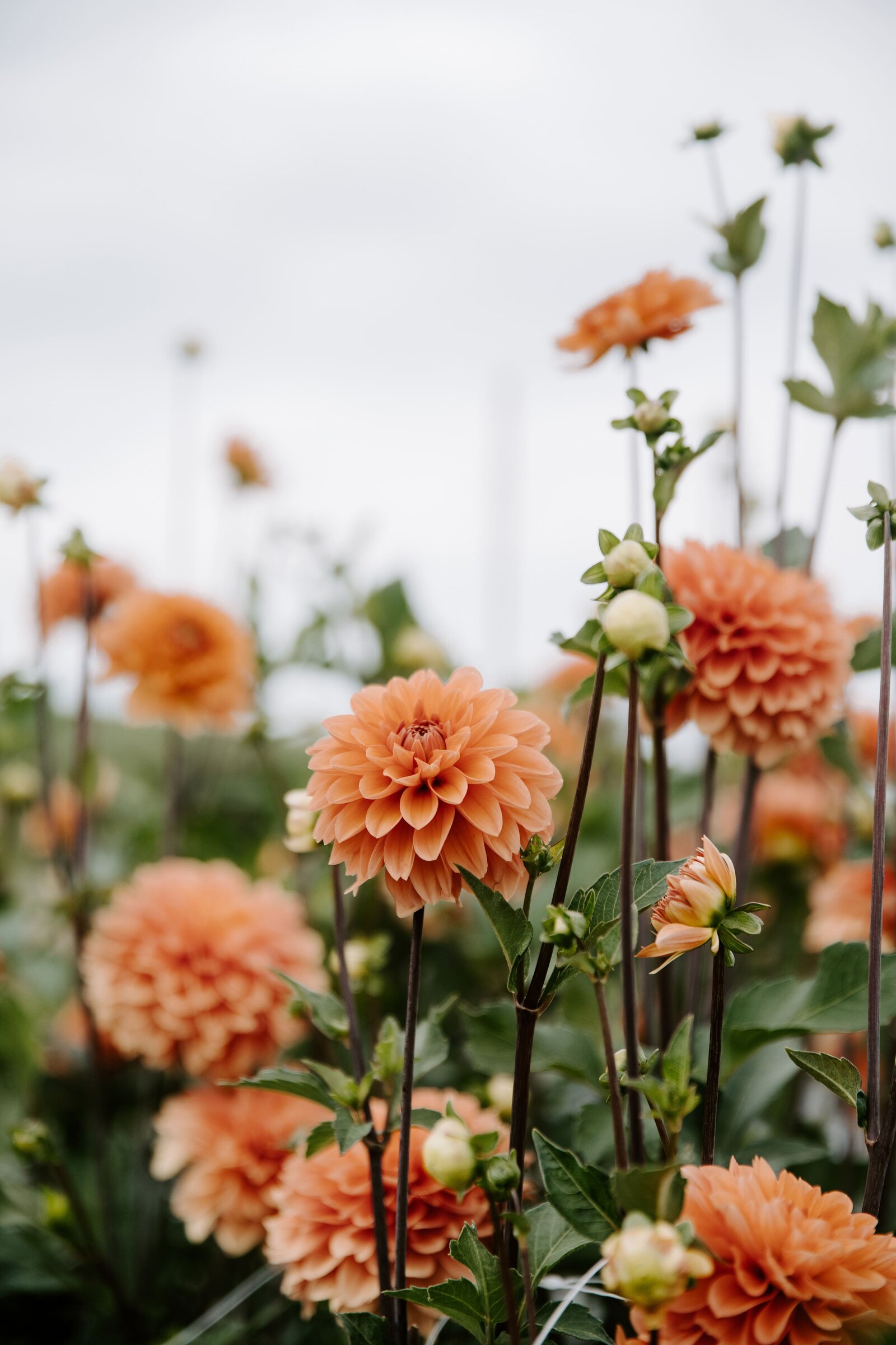 classesflorale_worshop_fermeflorale_1