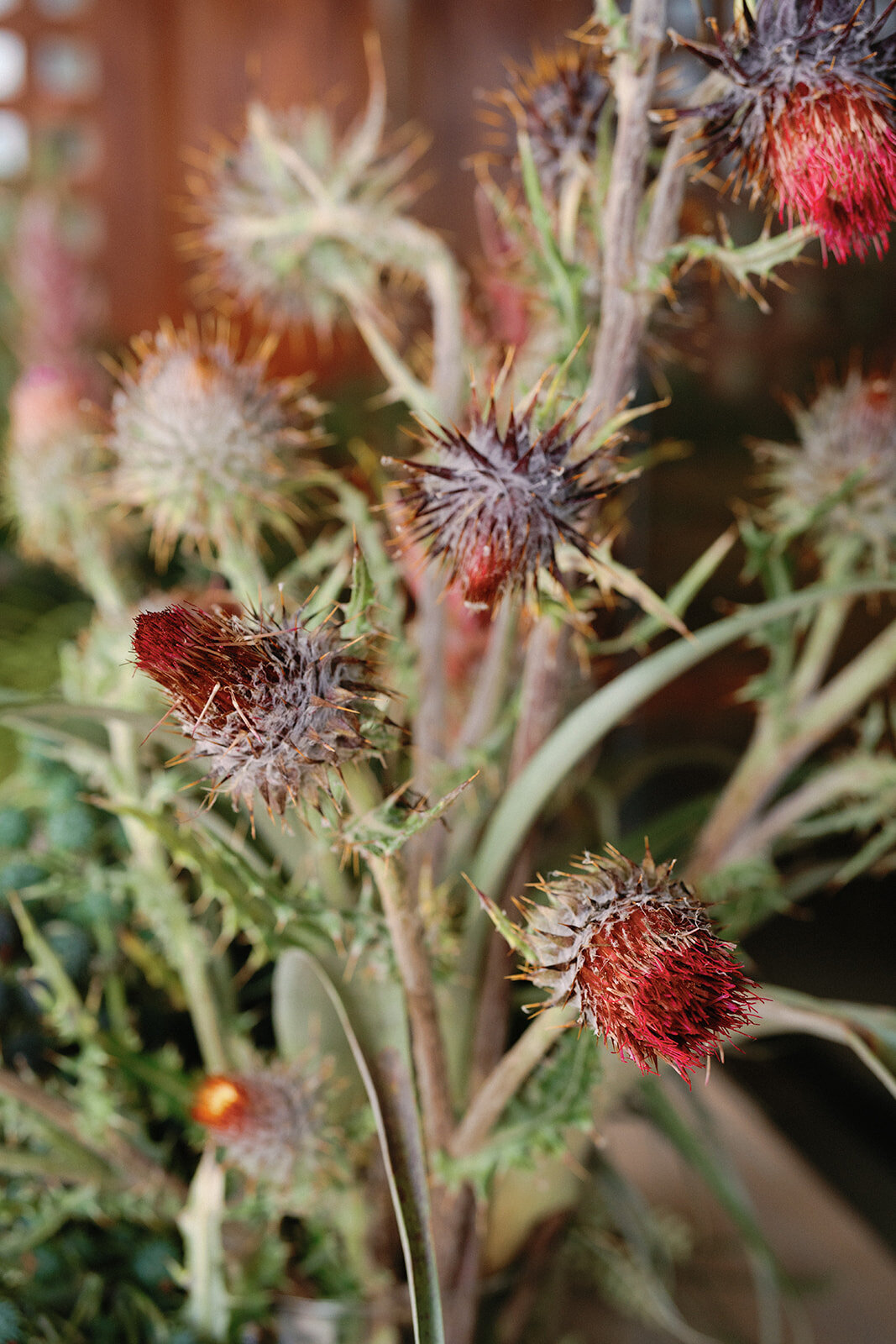 AmandaYoung.Mexico.SB00068