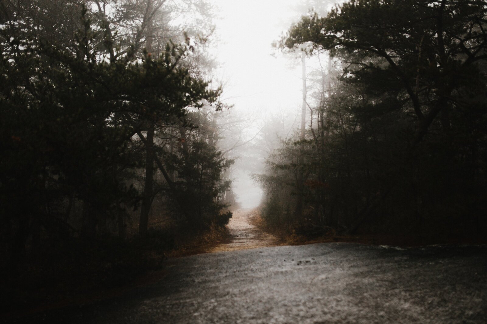andrew-neel-dC5YbKG2Qks-unsplash