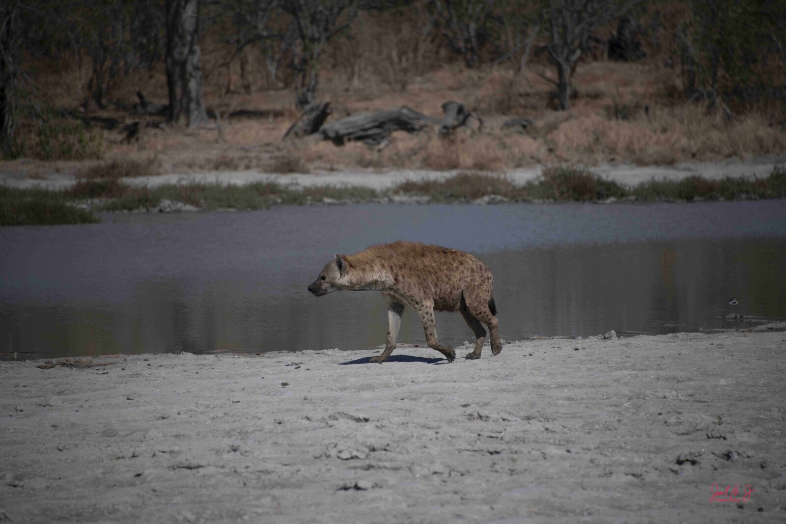 2022 Hyena