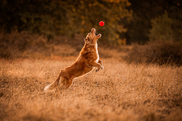 Een diervriendelijke fotoshoot met je hond 
