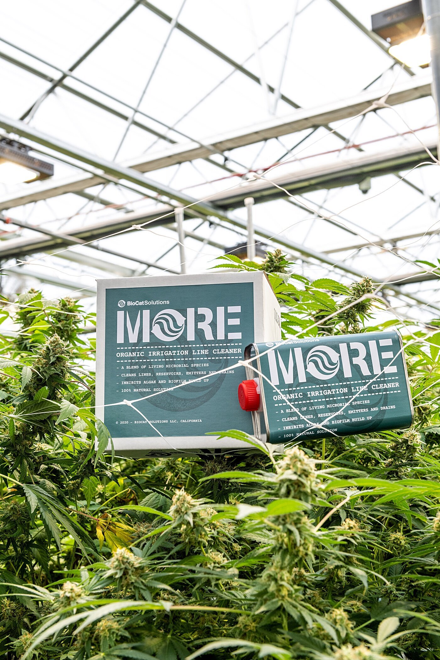 Cort-Mace-Photography-Branding-Grow-With-More-Photography-_0029