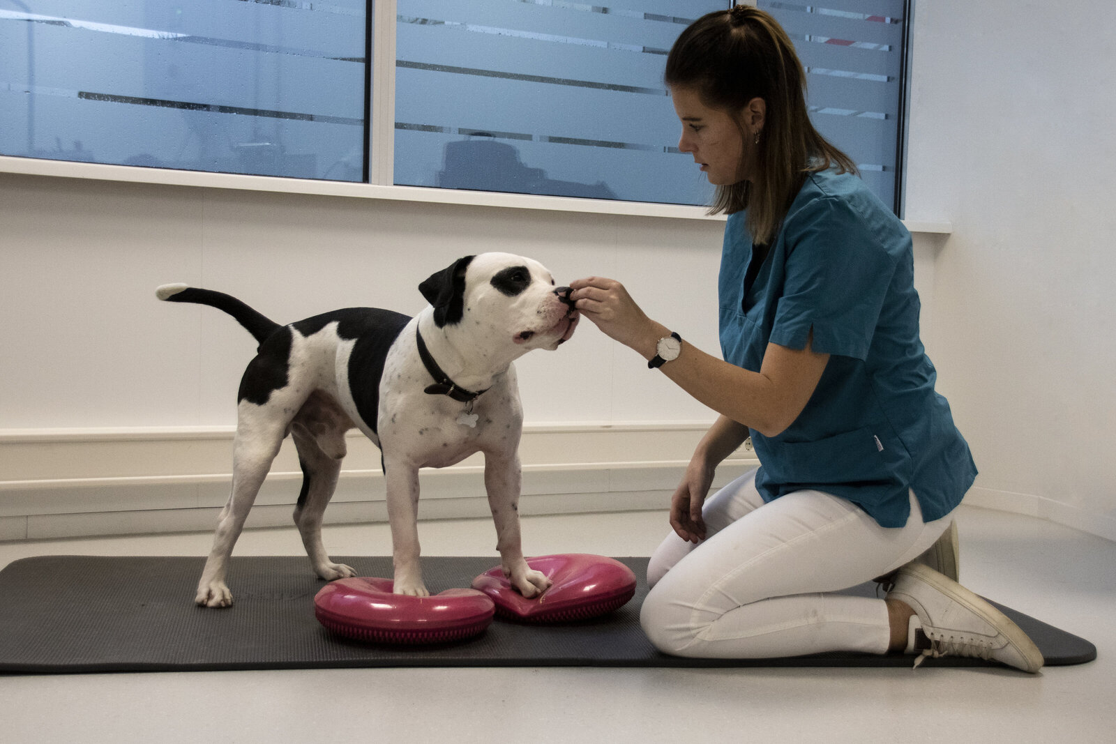 Dierfysiotherapie hond