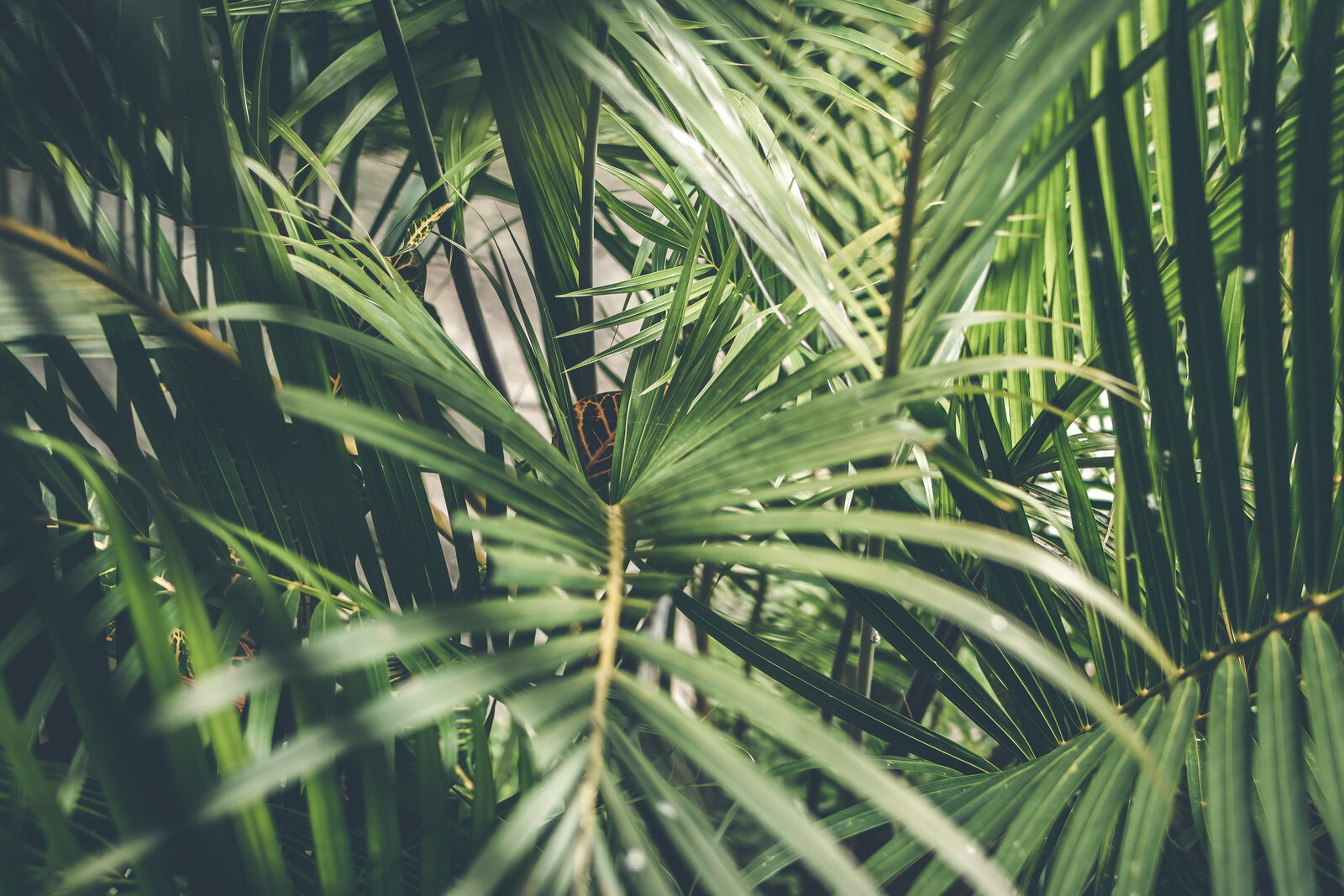 close-up-photo-of-palm-plant-1534172