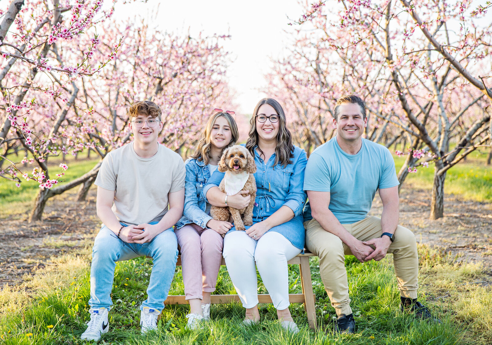 family with older kids and dog posed at cherry blossom field at sunset in Niagara