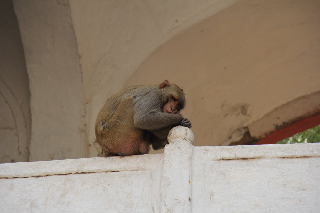 Monkey - India