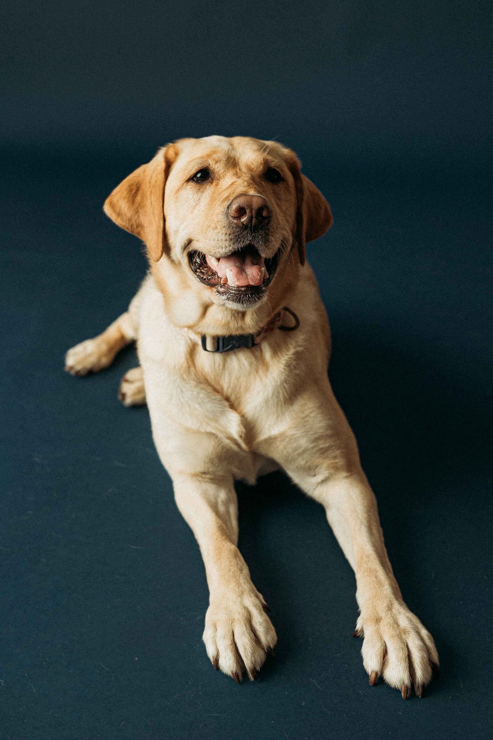 harrisburg-dog-photographer_5142-2