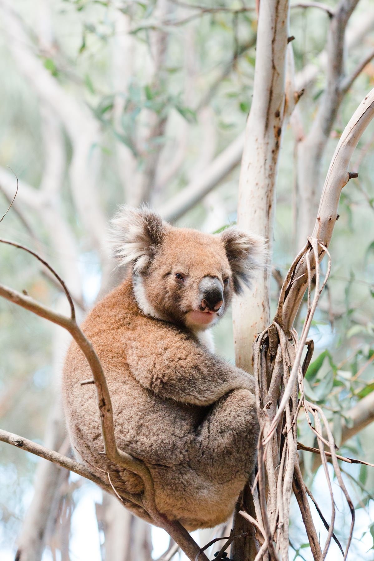 cameron-zegers-travel-photographer-kangaroo-island-australia-koala-portrait_1200