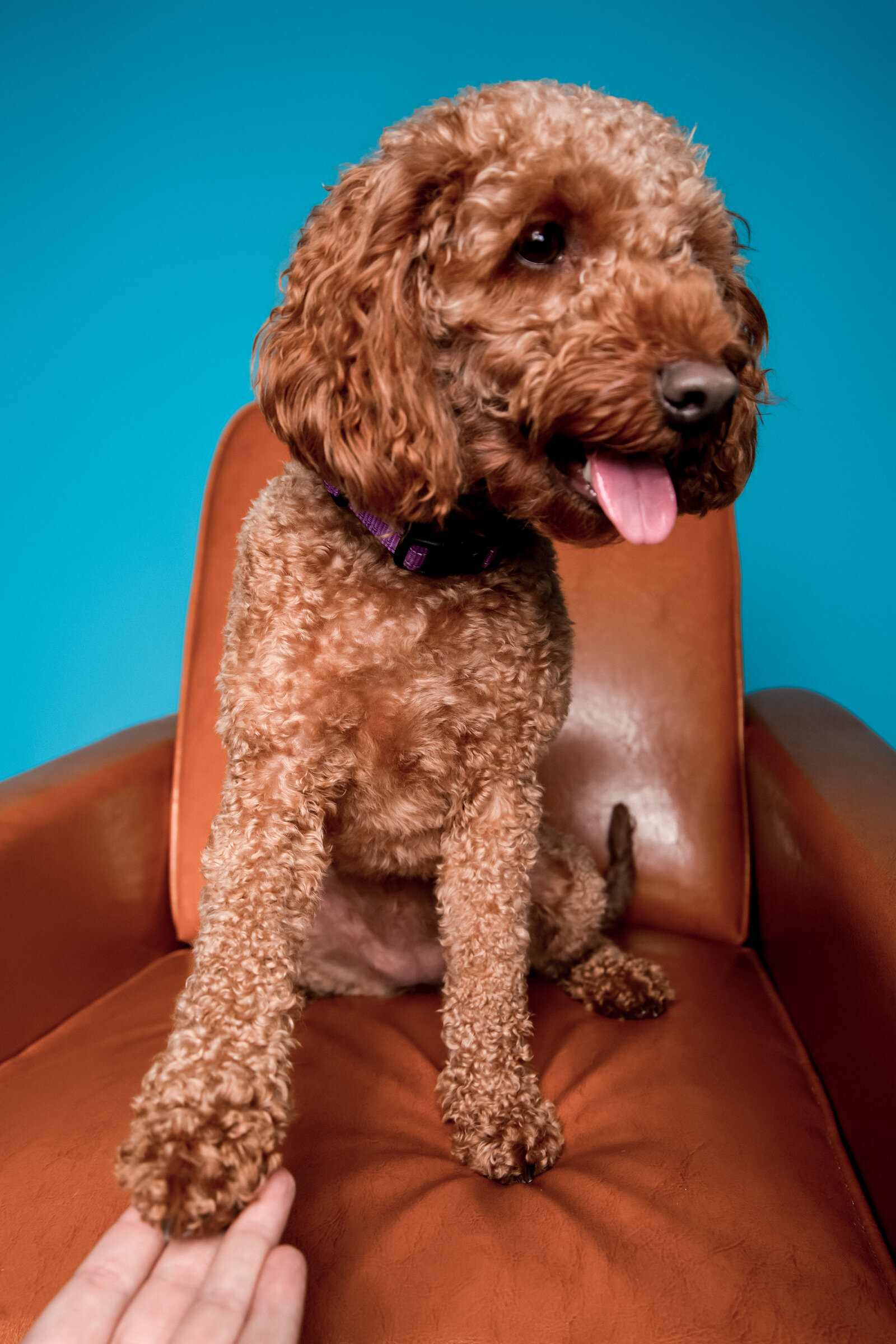 Doggy Casting Call-(50 of 104)