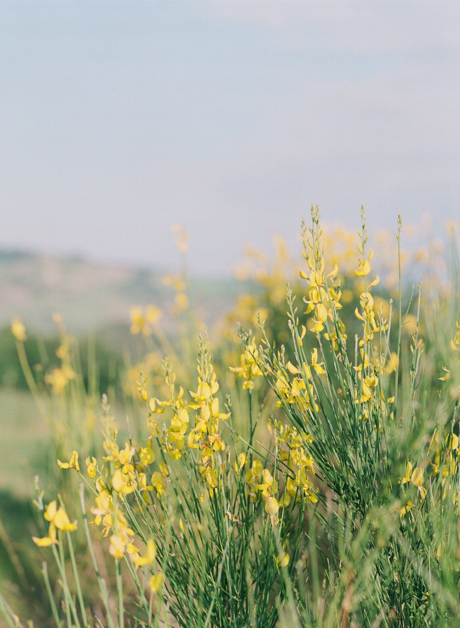 Italy_Tuscany_704948_0014©HilaryBlock