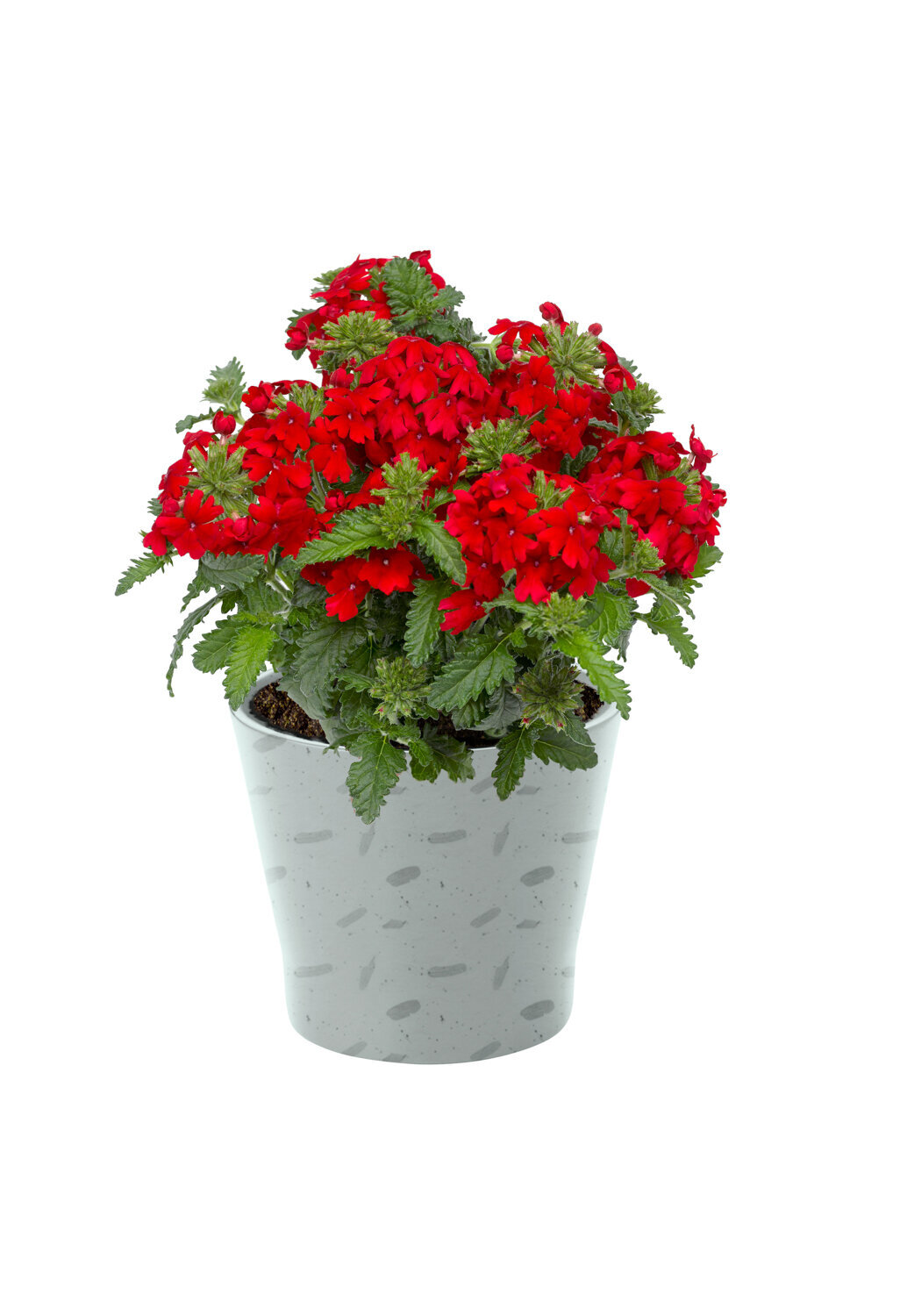 Verbena-Obsession-Cascade-Scarlet-1