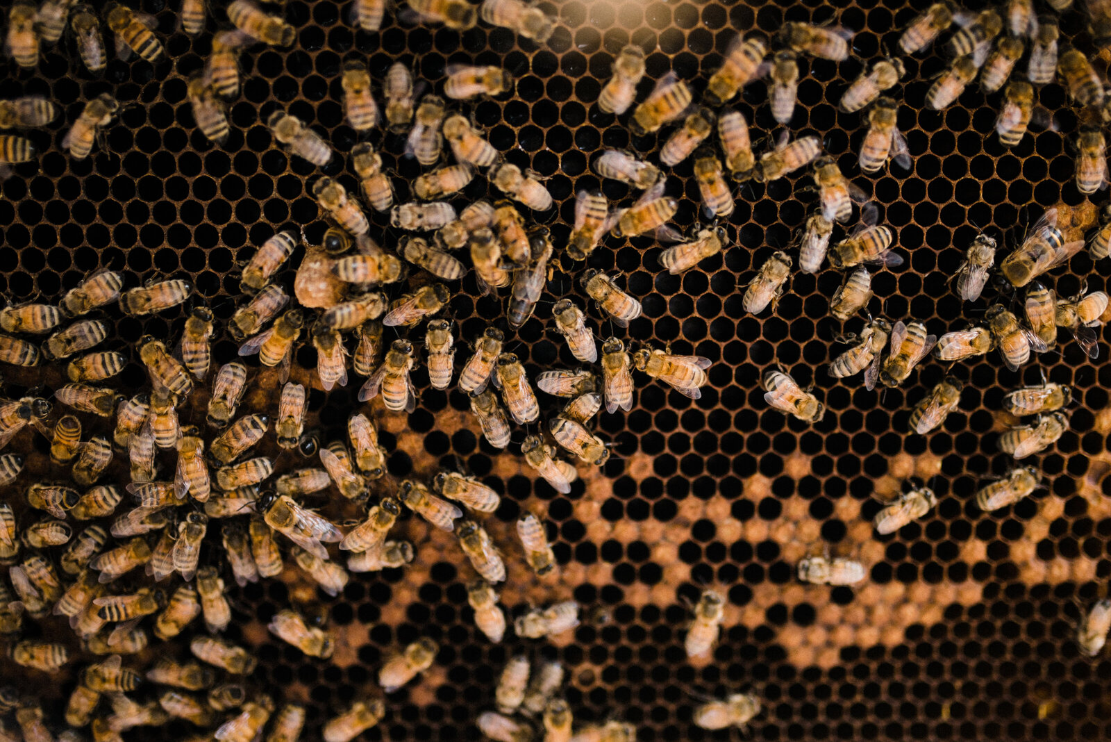 Colorado Honey & Beekeeping Carrie Swails