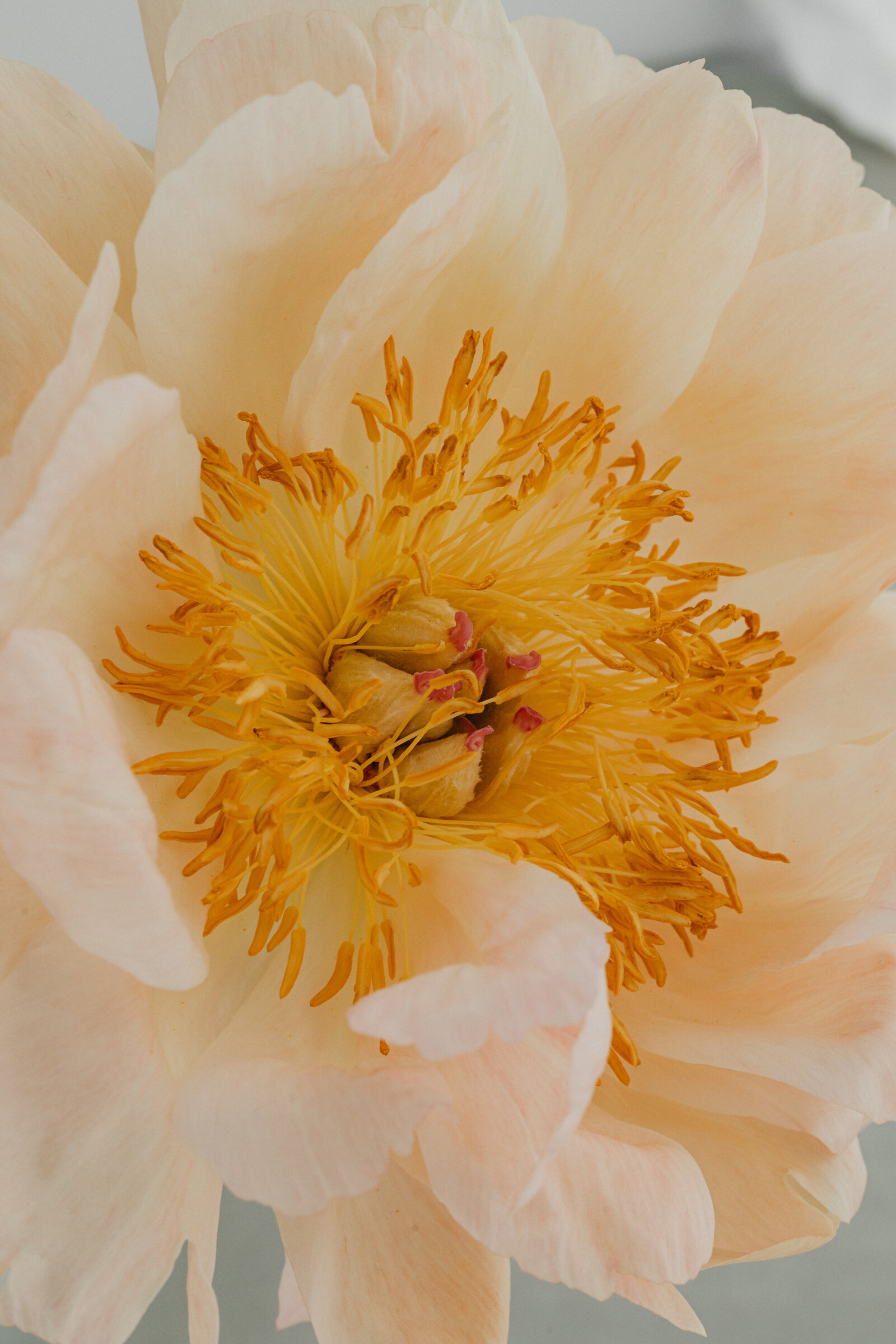 kaboompics_blooming-summer-a-floral-backgrounds-collection-31888