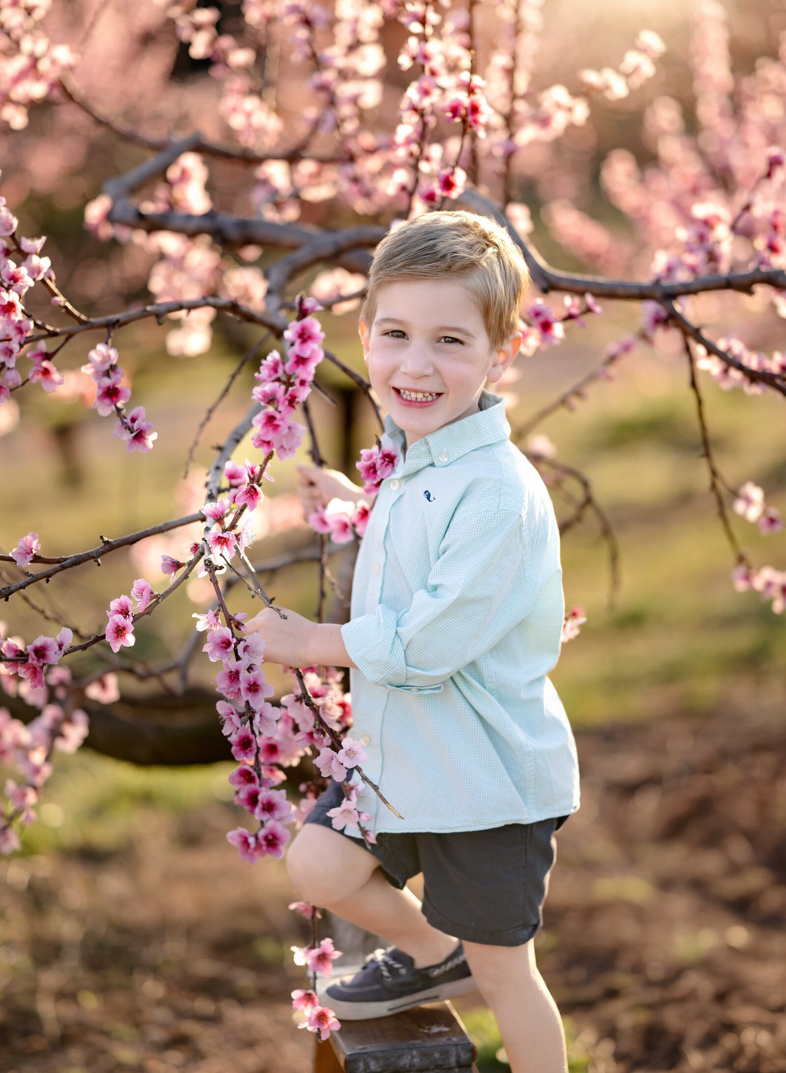 Boy standing by pink peach blossom tree at Ellijay peach orchards near Atlanta, GA. Family photo taken by Jenni Nikki Photography near Atlanta, GA.