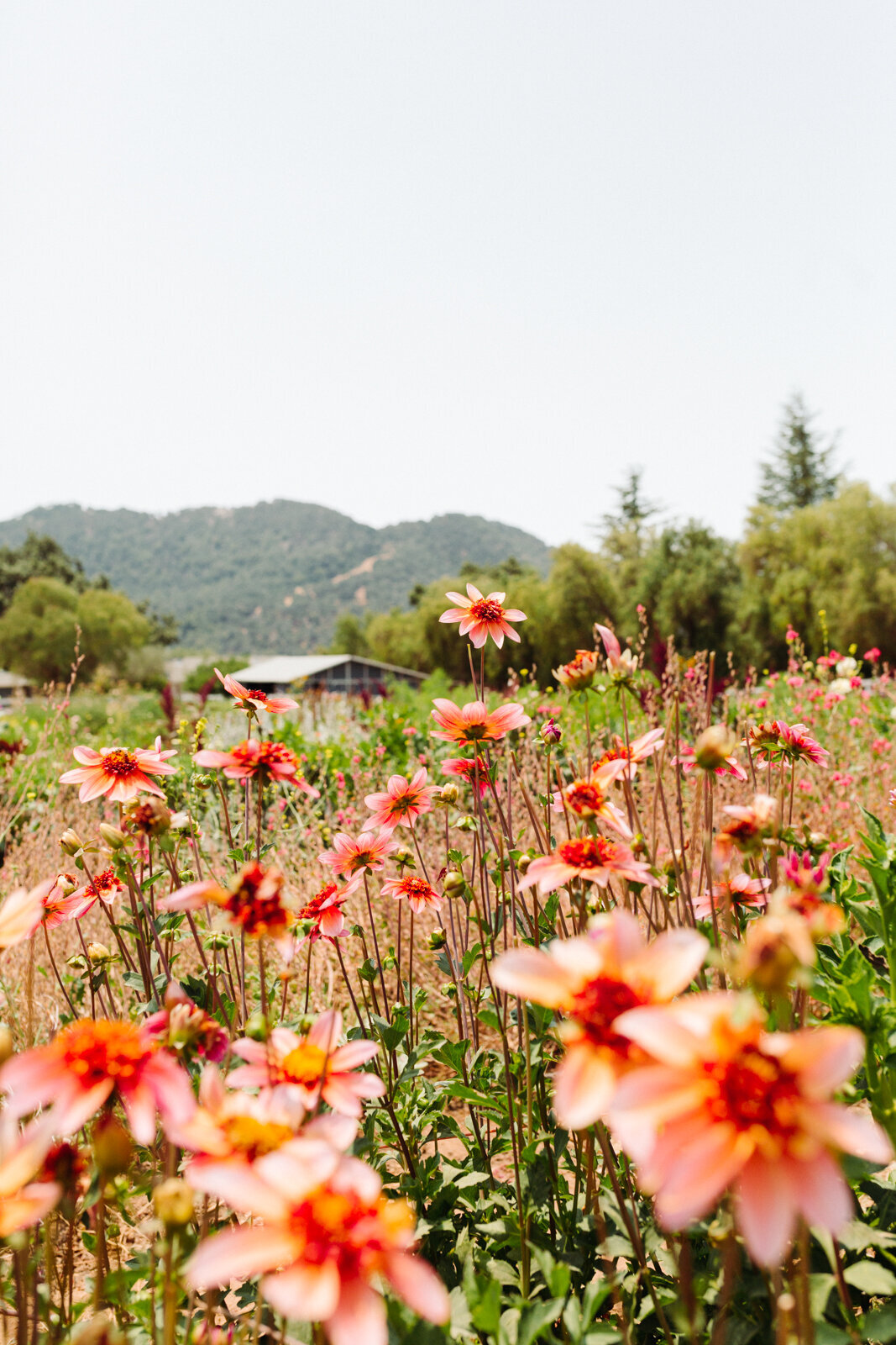 Flowers in the Starter Farm outside Santa Barbara California by Danielle Motif Photography