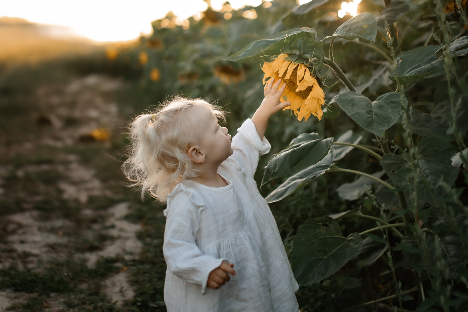 Toddler girl playing joyfully in a sunflower field in Taradale, Hawke’s Bay, pulling a sunflower down over her face – candid, playful moment perfect for family and lifestyle photography in Napier, Hastings, and Havelock North