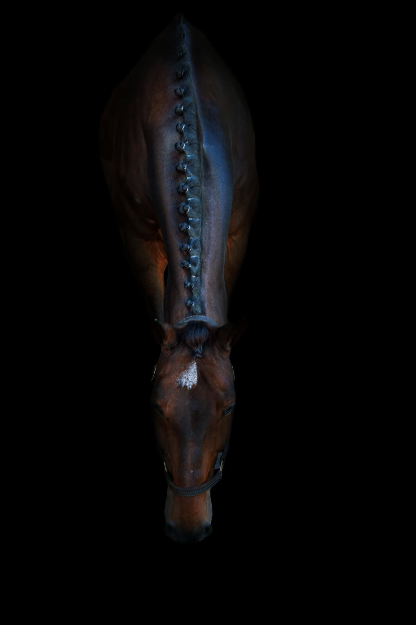 black-background-equine-horse-photography-ocala-lakeland-photographer-15