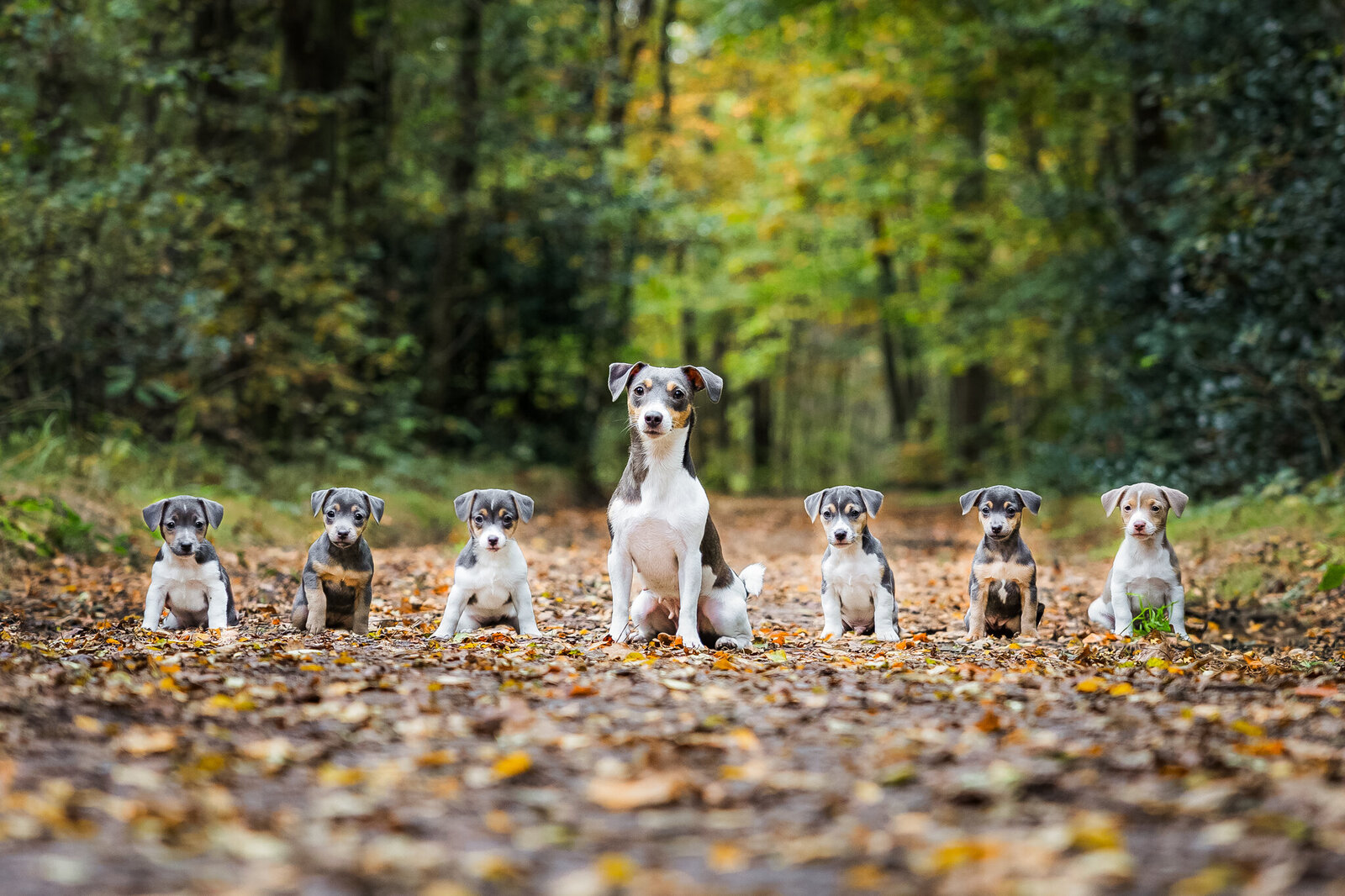 Nestje puppys