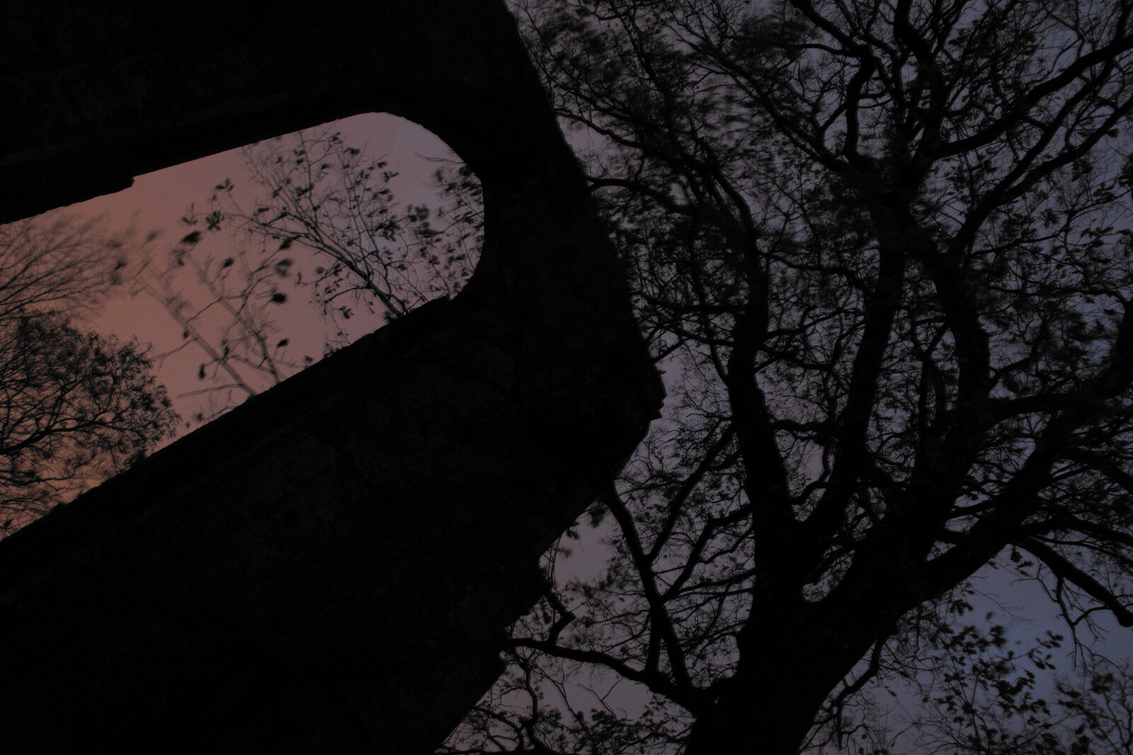 Eldena_tree_base