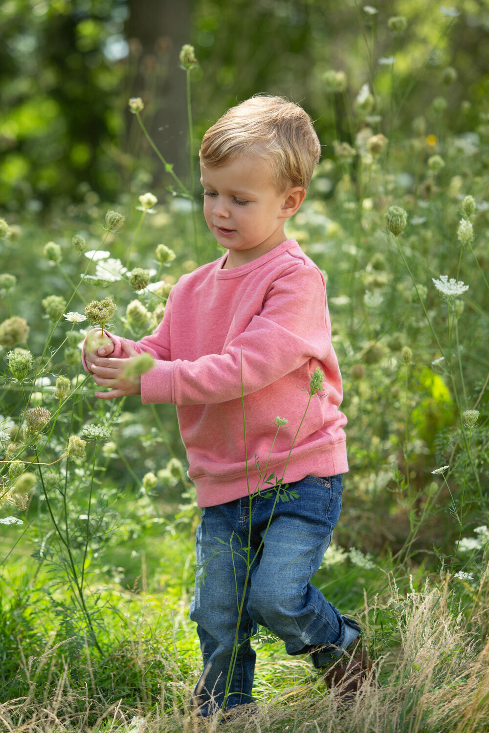 A little boy in a pink sweater and jeans is standing in a field of flowers.