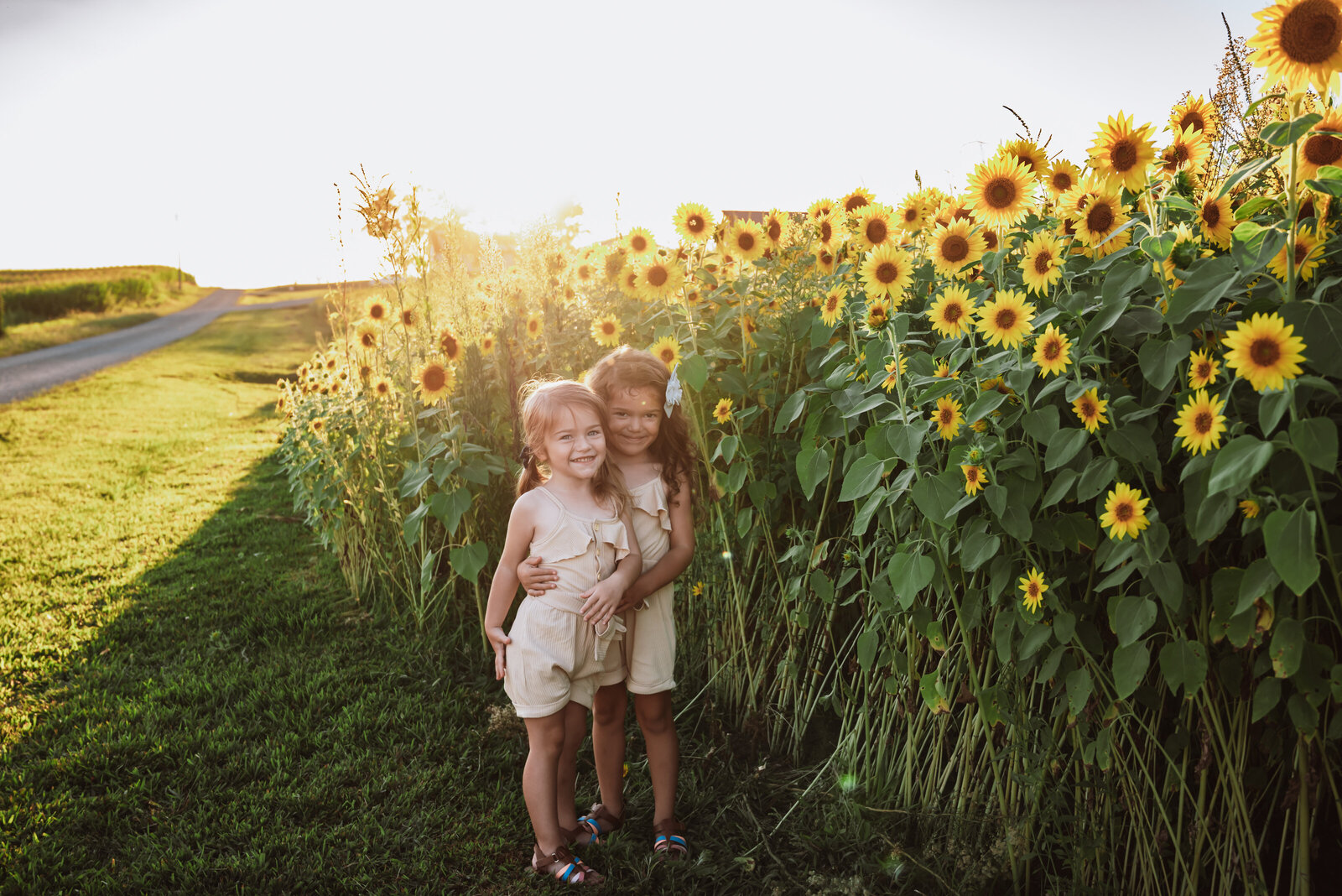 sunflower mini the barn at hickory stewartsville, mo