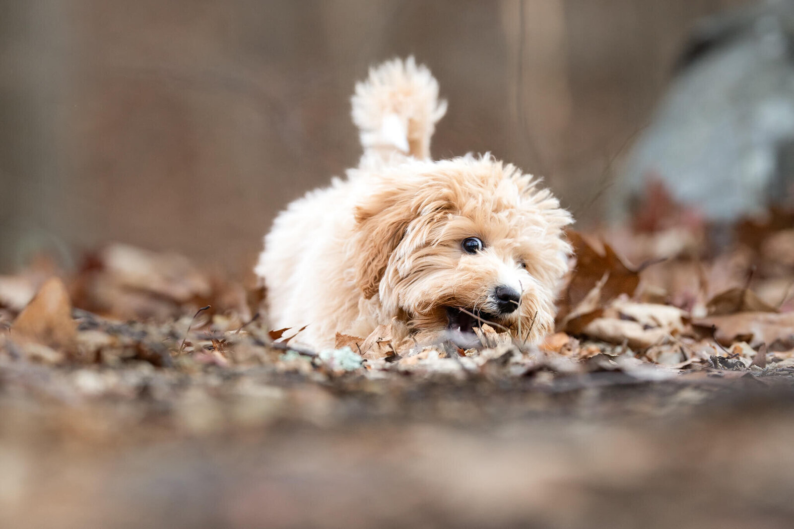 Funny picture of a Golden Doodle puppy laying in the leaves trying to eat a leaf