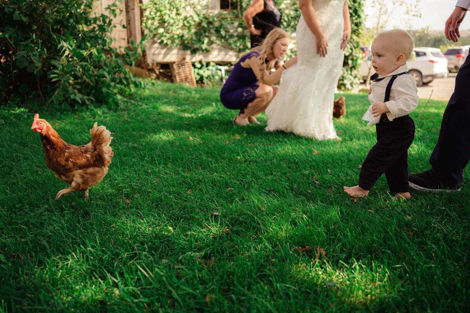 ringbearer chases a chicken while bride gets her train pinned up