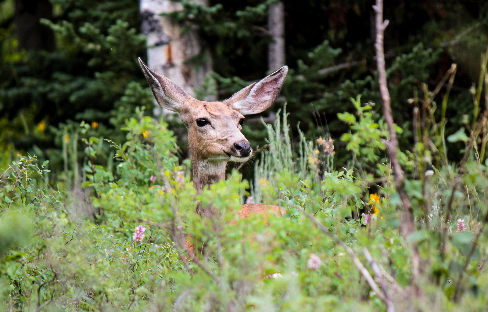 2014-07-7078-deer-teton-road-Edit