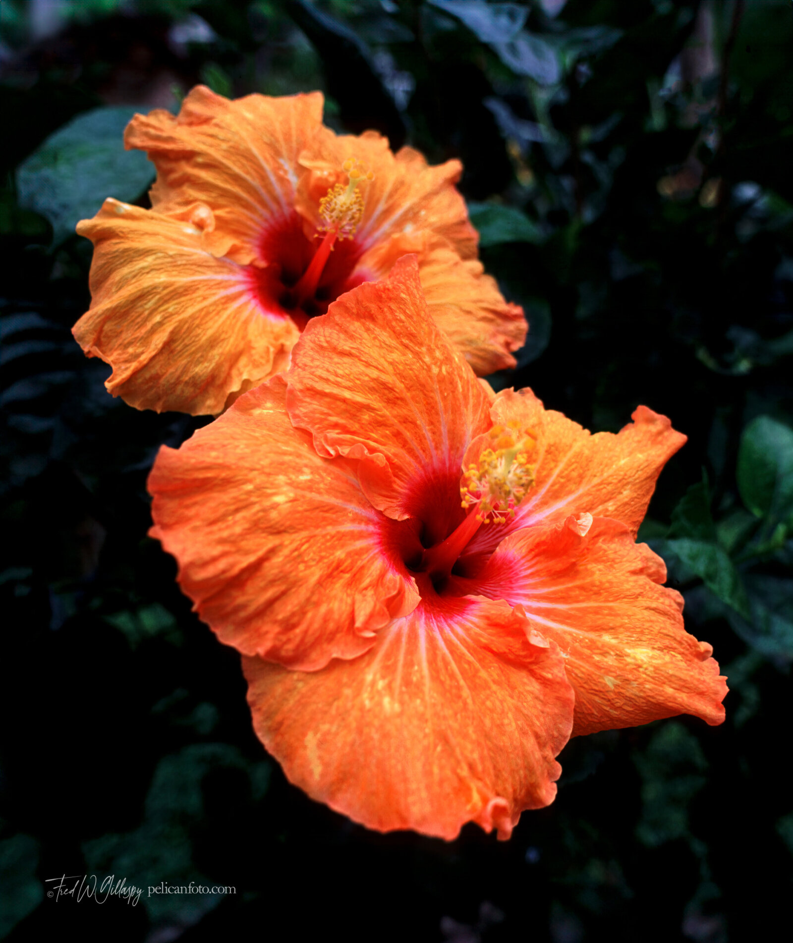©FredWGillaspy-HI-Flora-Hibiscus-01-0015