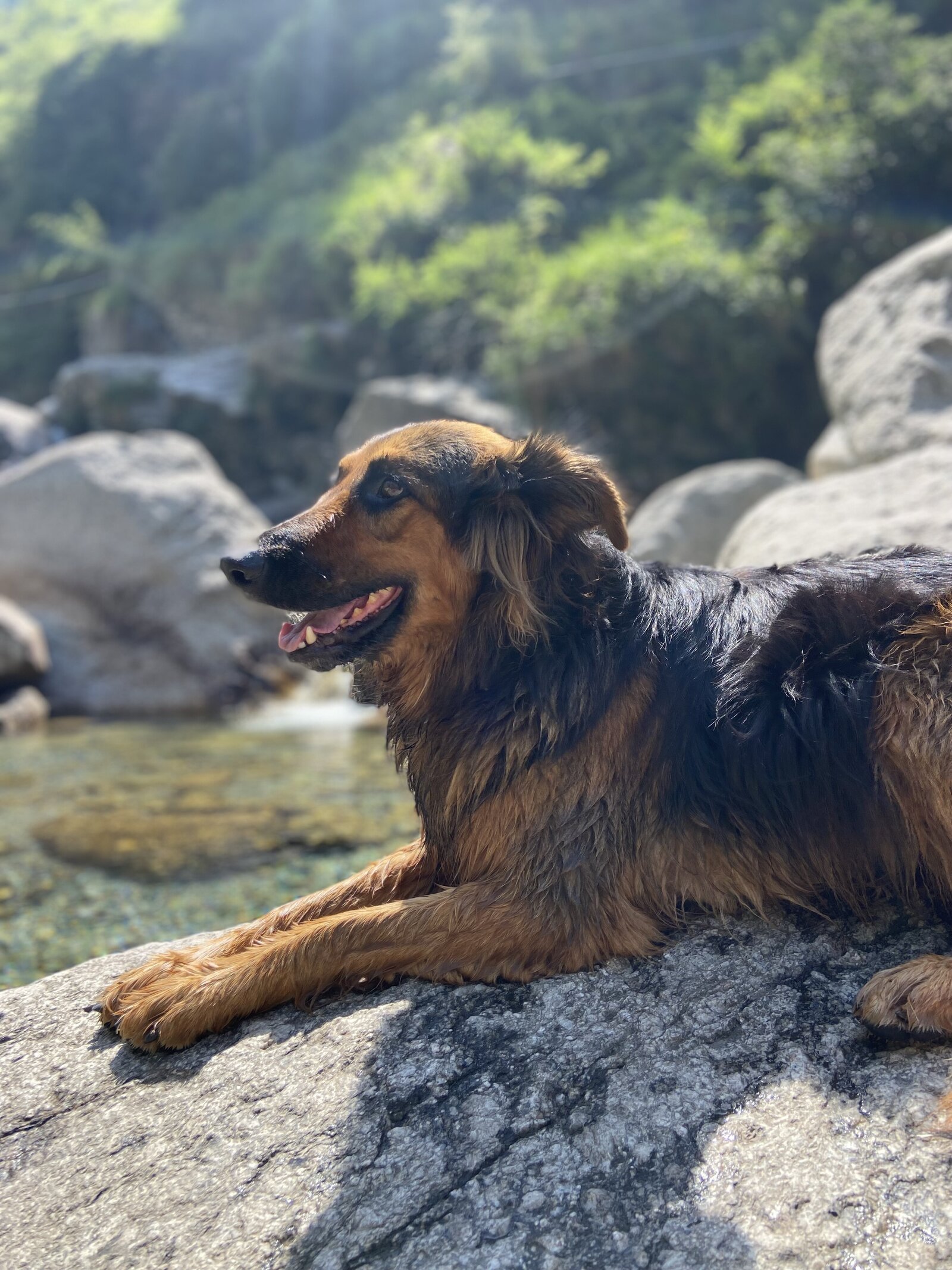 Dog Smiling 