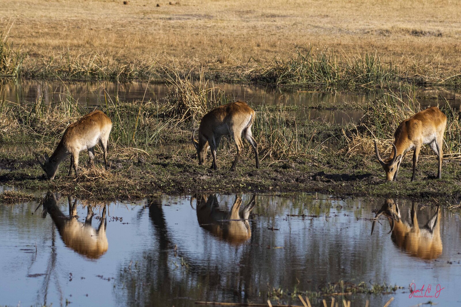 2019 Red Lechwe (2)