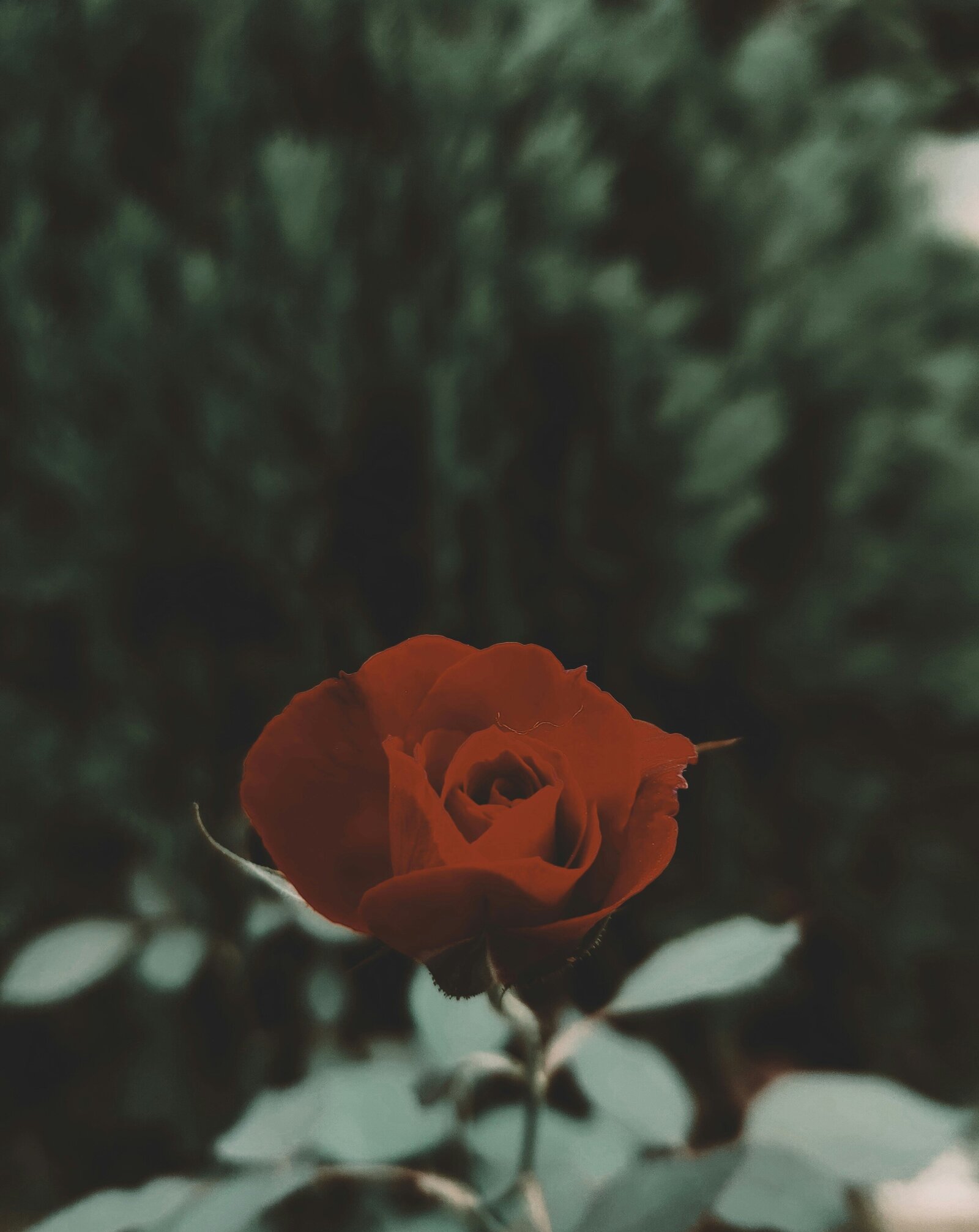 arya-dubey-FSoD0GslKHk-unsplash