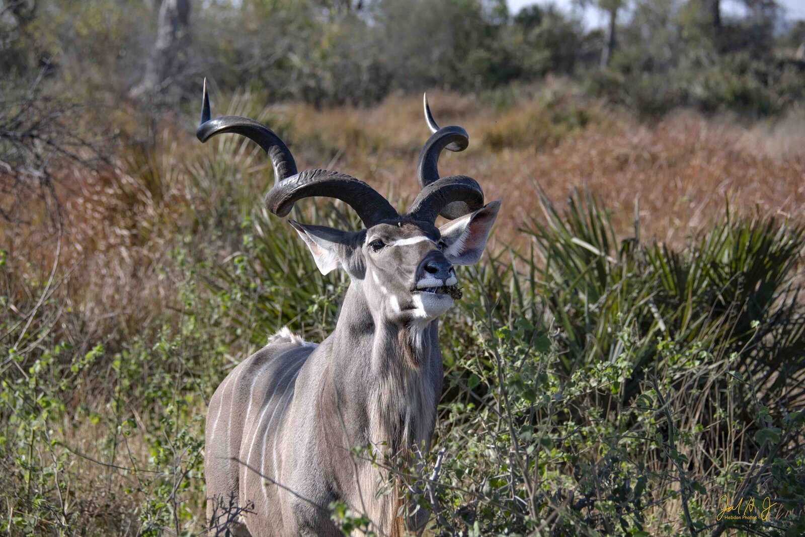 2017 Kudu (1)