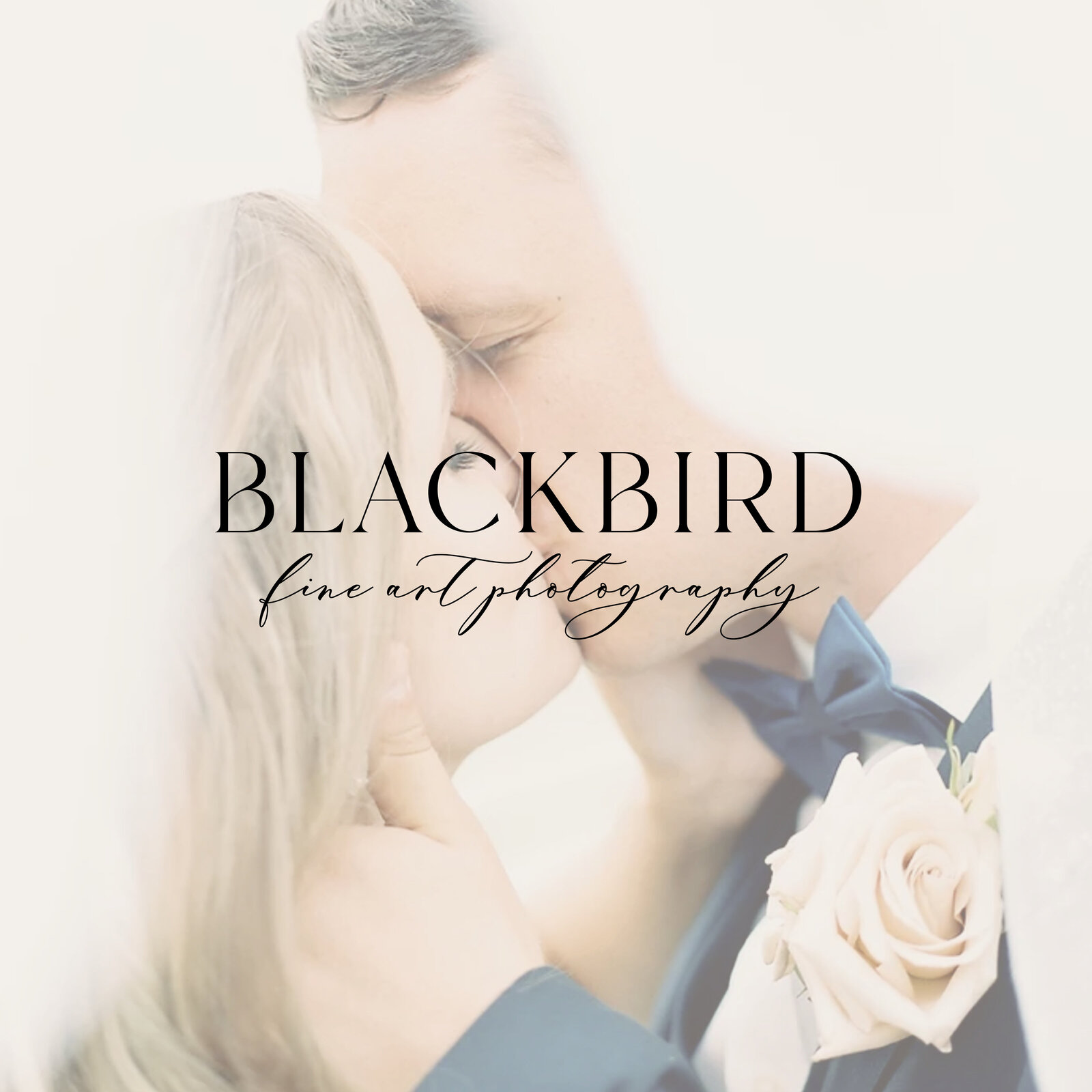 Blackbird-photography-social media - posts7