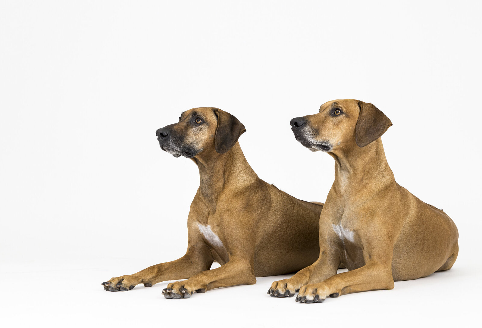 business pet photography 3 copy