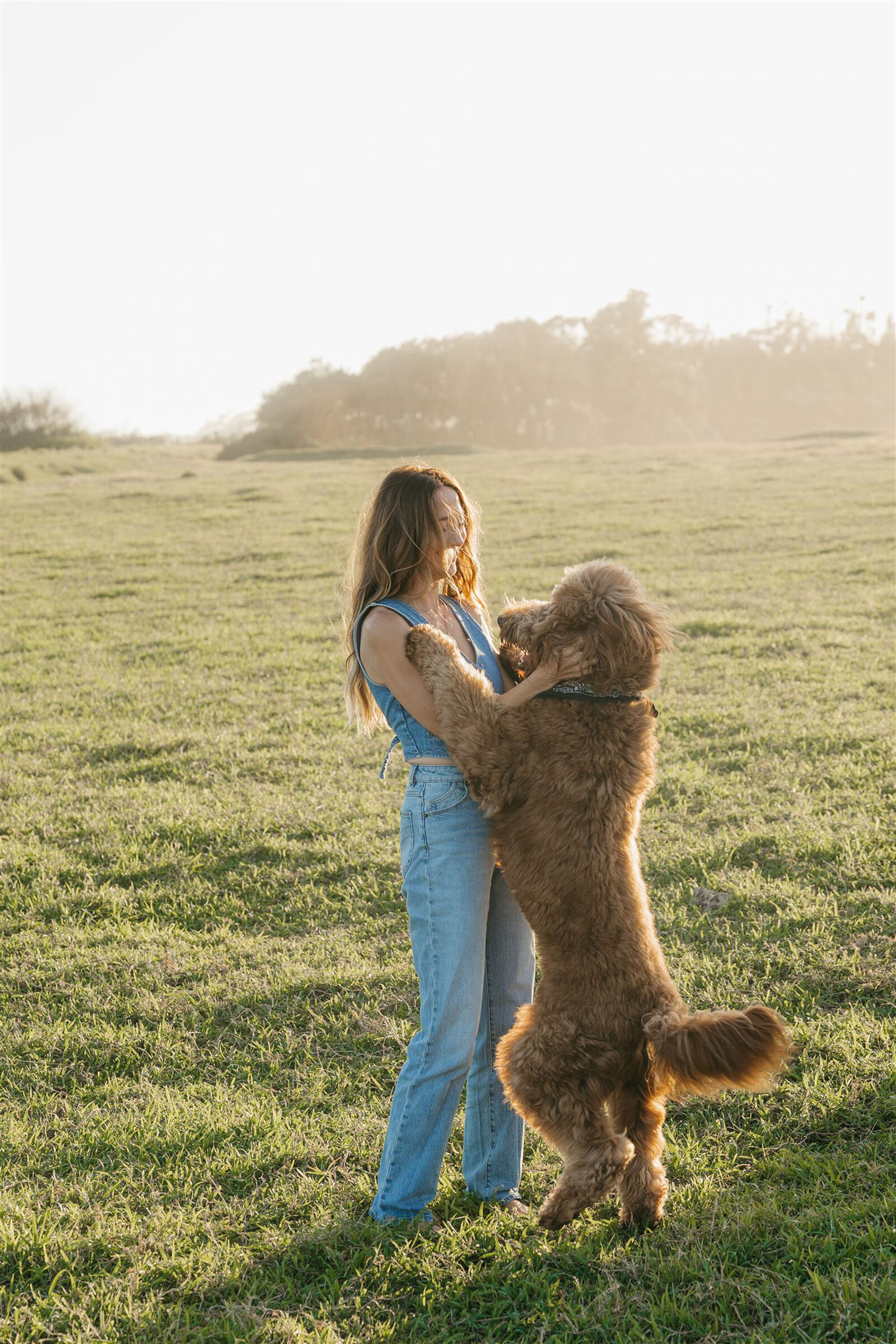 Dog playing during a styled Maui family photography session, ocean and sunset backdrop.
