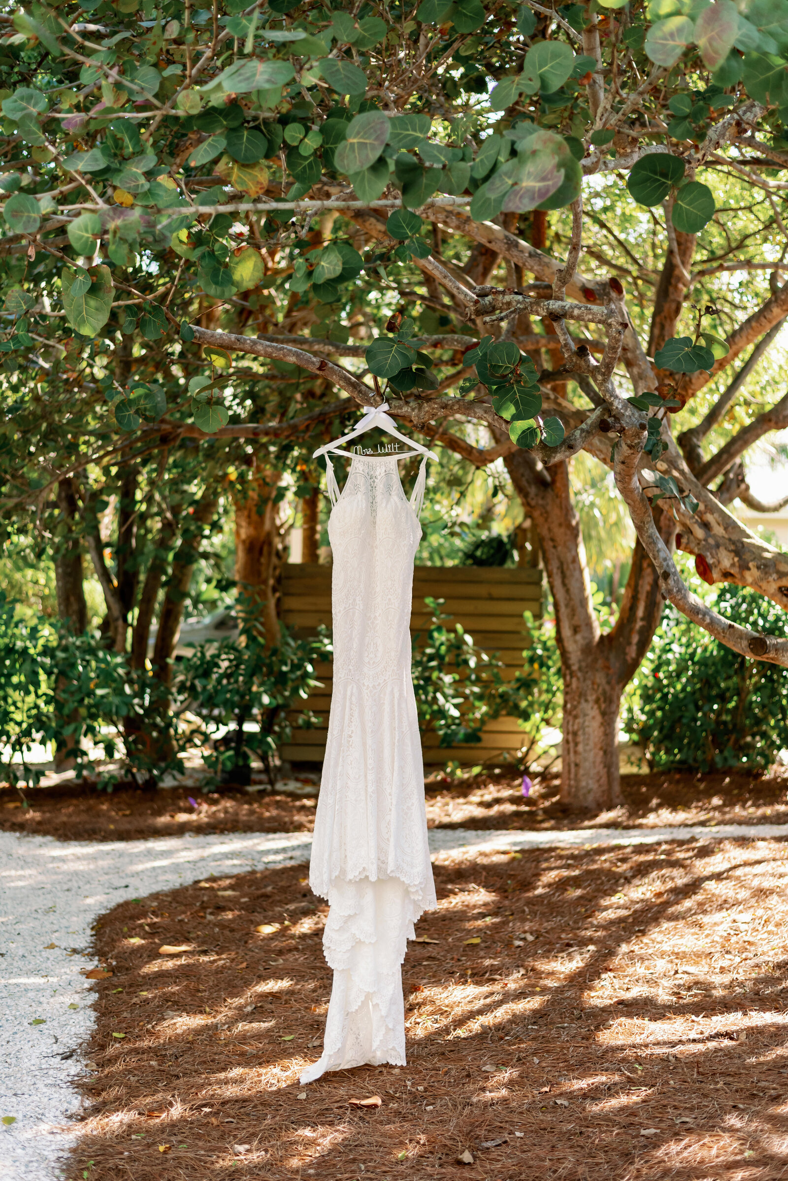 Wedding dress handing from a native Florida Sea Grape tree