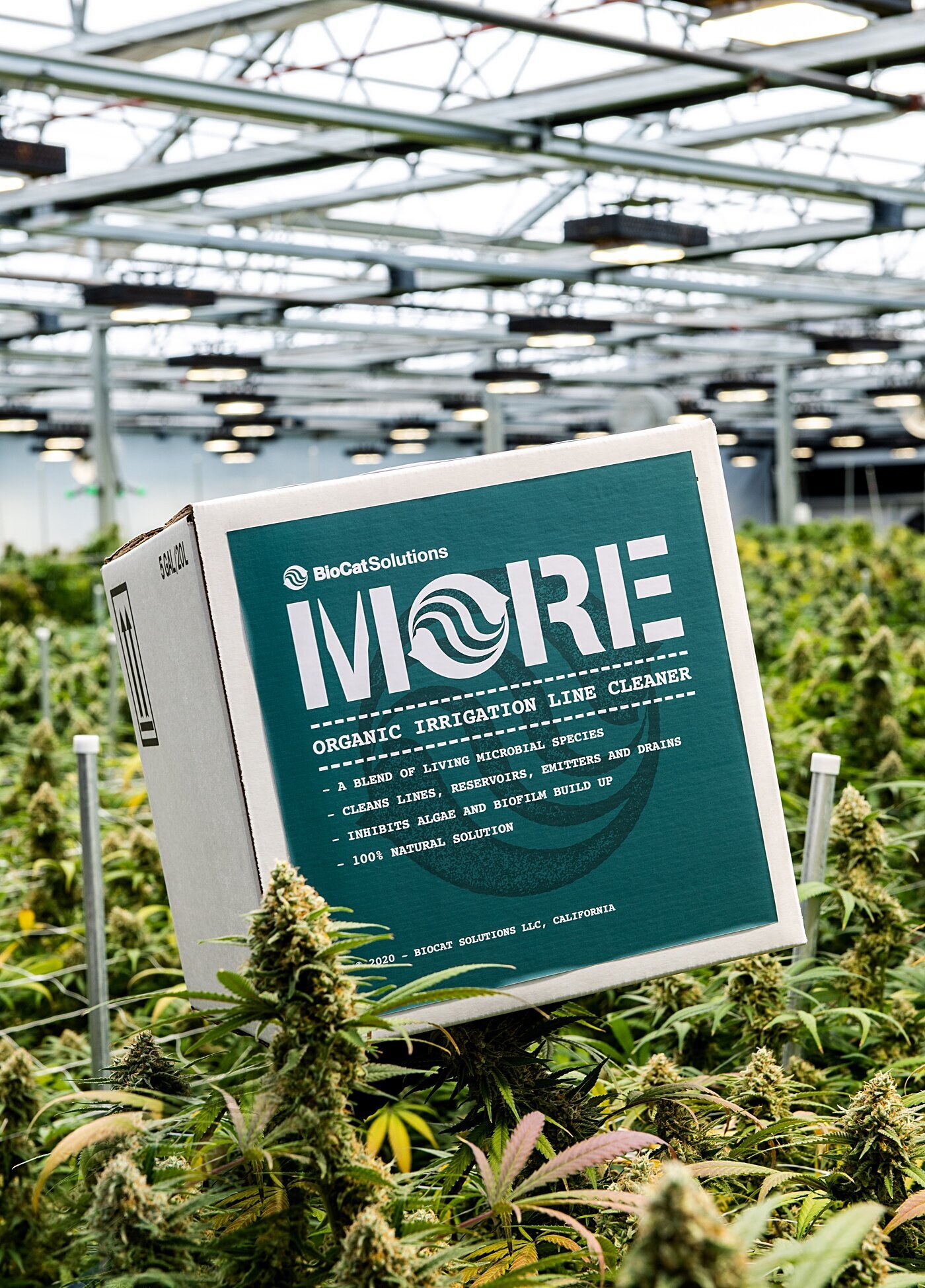 Cort-Mace-Photography-Branding-Grow-With-More-Photography-_0009