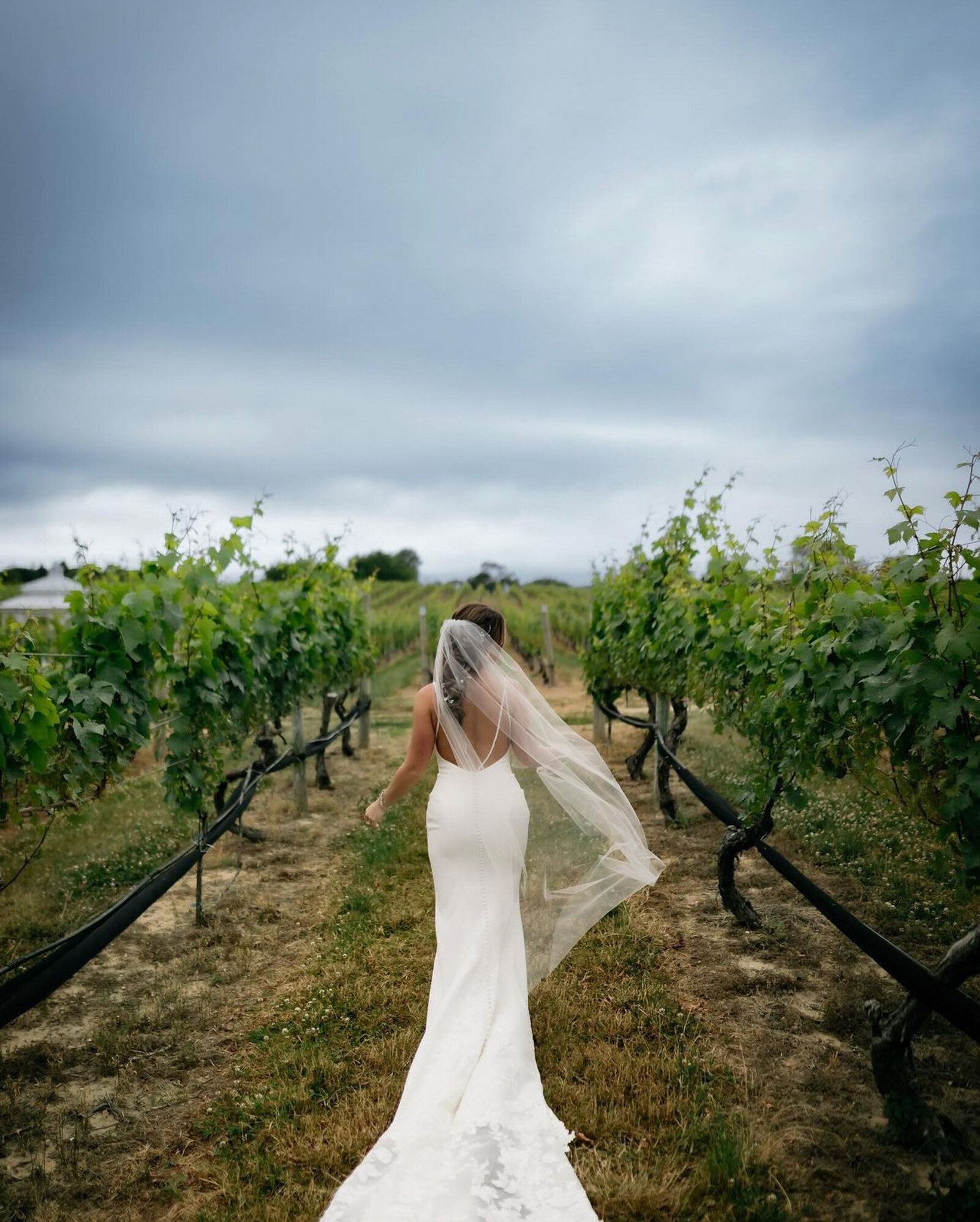 bride wearing a flowing white gown and veil walks down a path between rows of grapevines in a vineyard