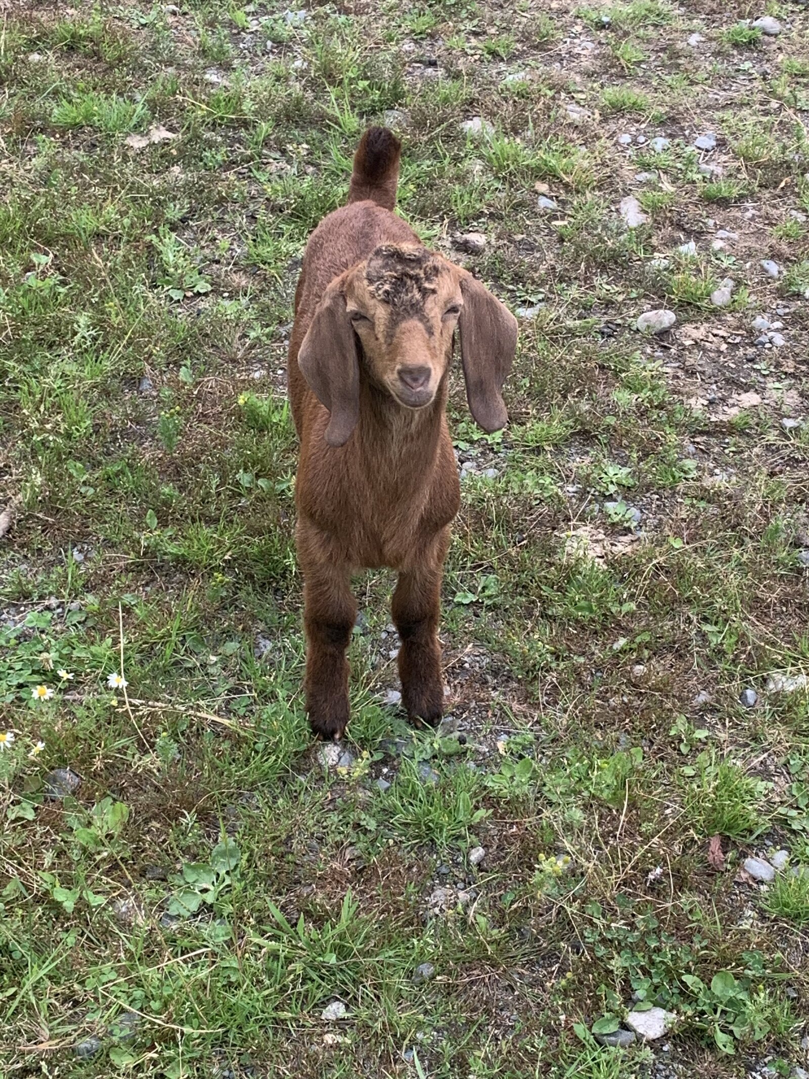 lost-shoe-ranch-brown-goat