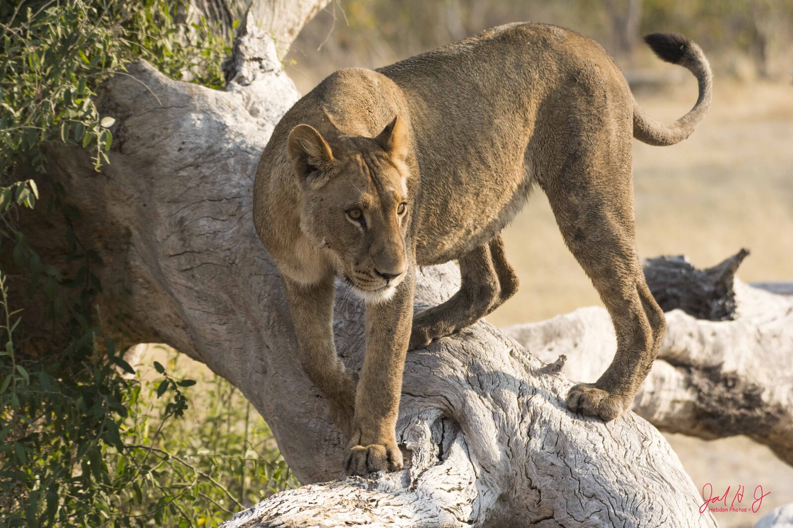 2016 Lion (3)