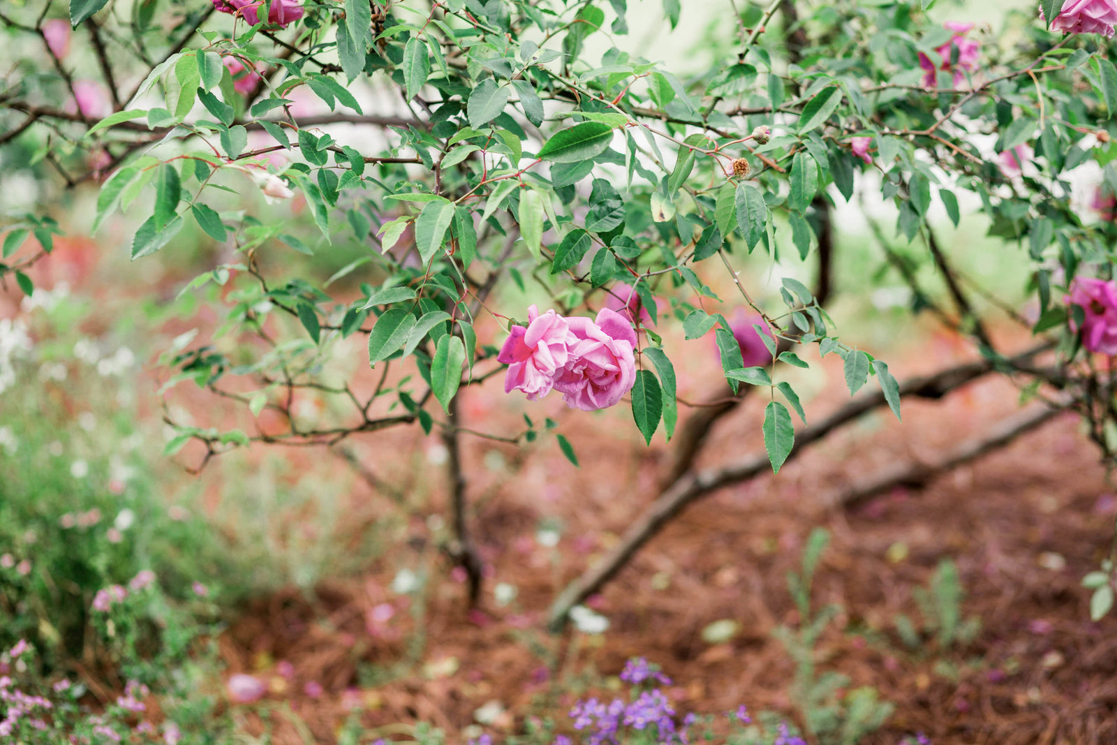 red-rose-hampton-park-charleston-sc-kate-timbers-photography-1288