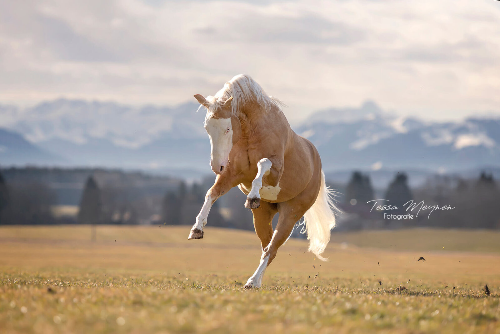 Knappe hengst in actie met de alpen op de achtergrond