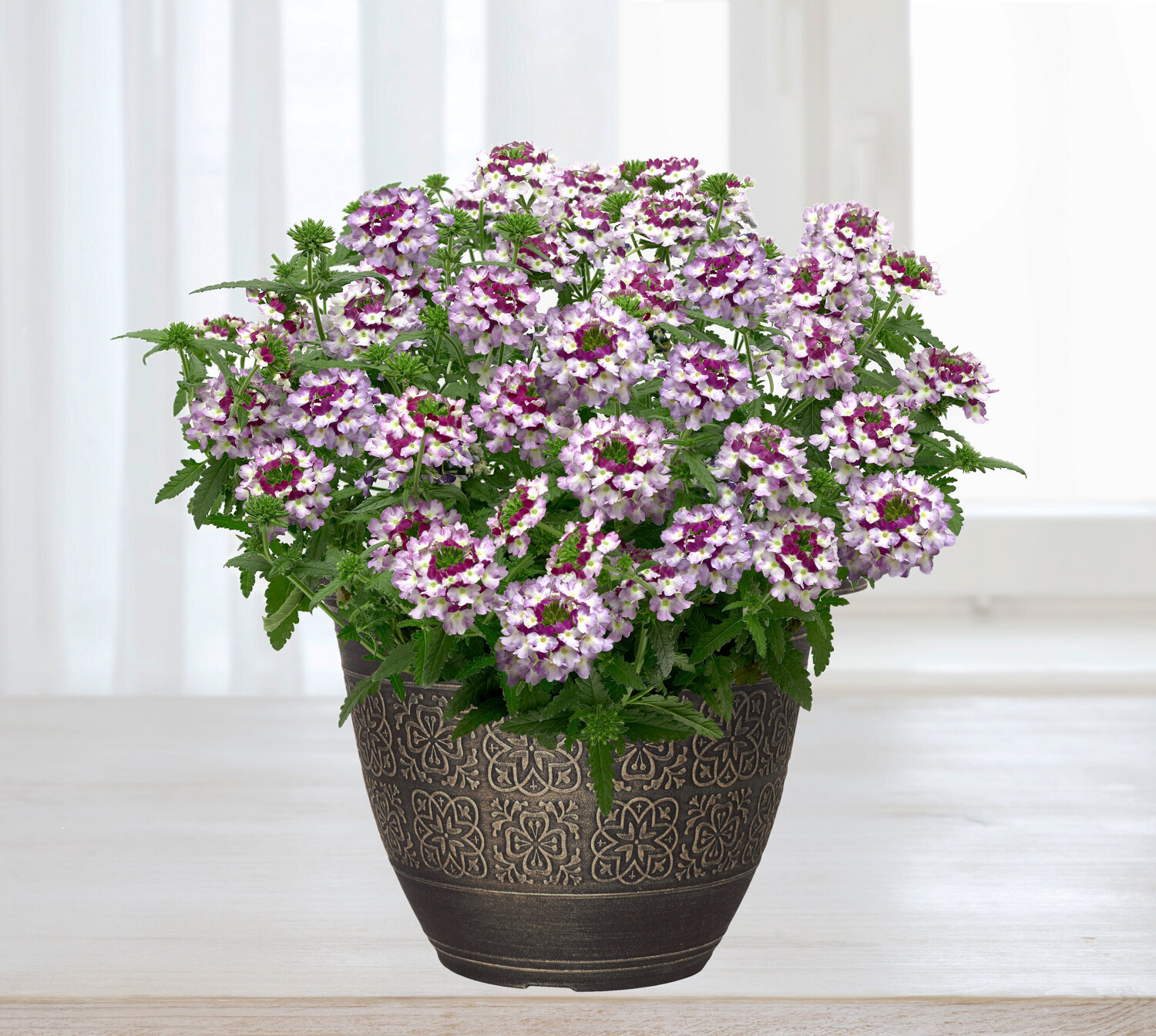Verbena-Obsession-Cascade-Twister-Violet