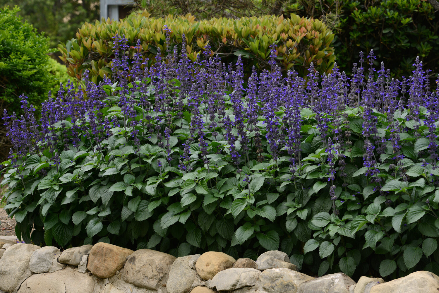 Salvia-interspecific-Big-Blue-3