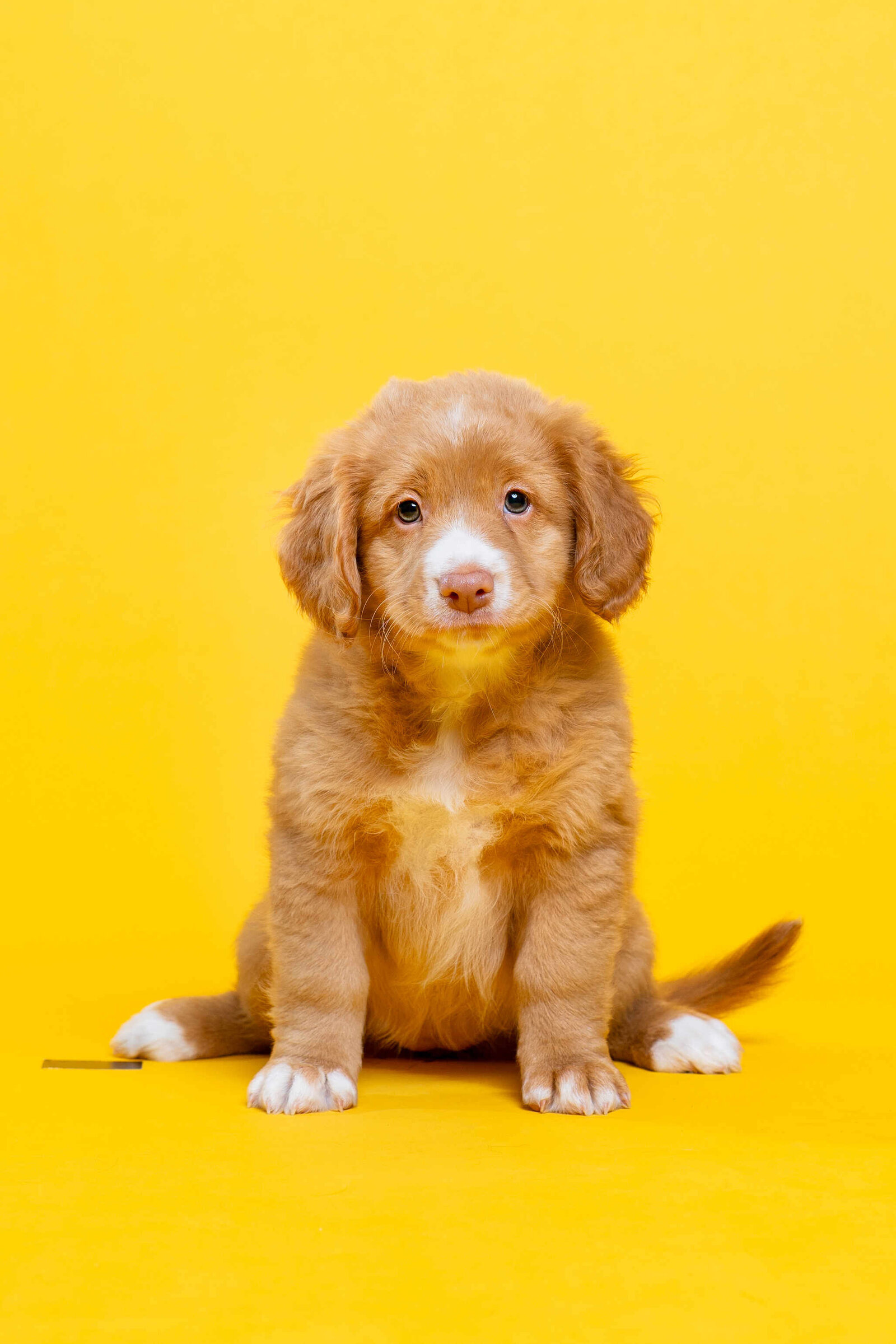 004_20241109_Pretty_Paws_honden_fotografie_Vonloosbroekerhaustollers_Nest_I_HR