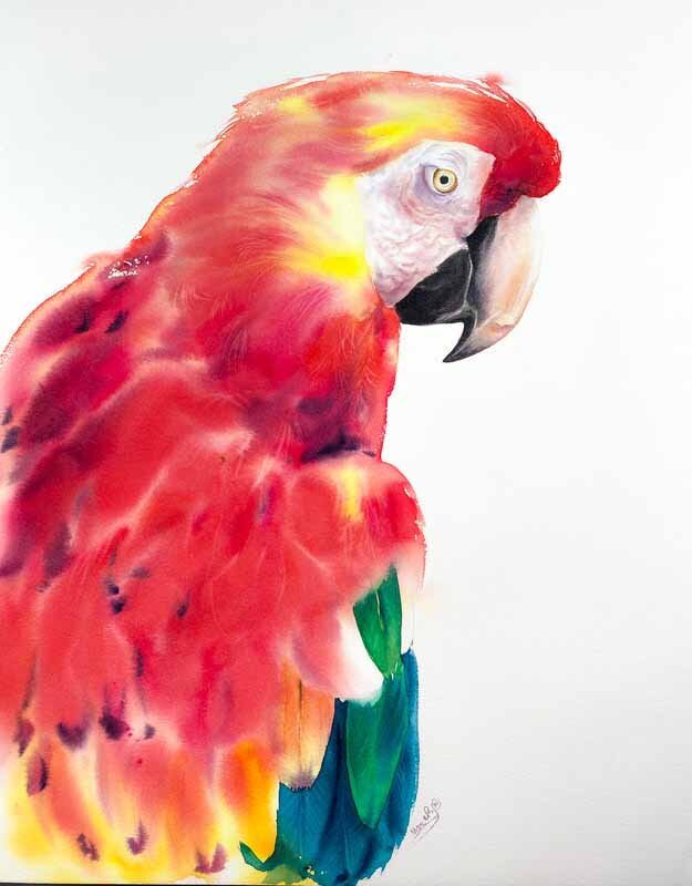 macaw-red-feathers-watercolor